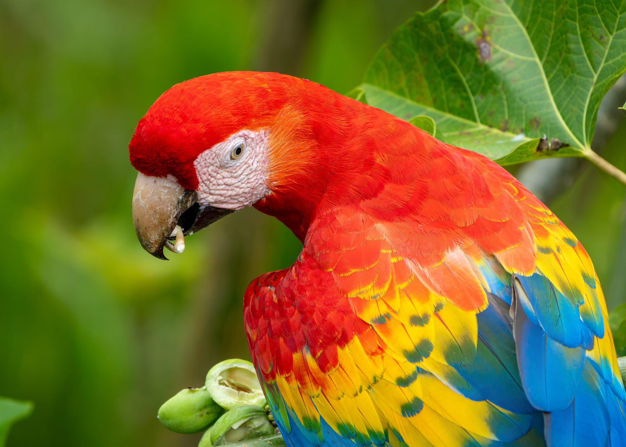 Ara rouge, Costa Rica