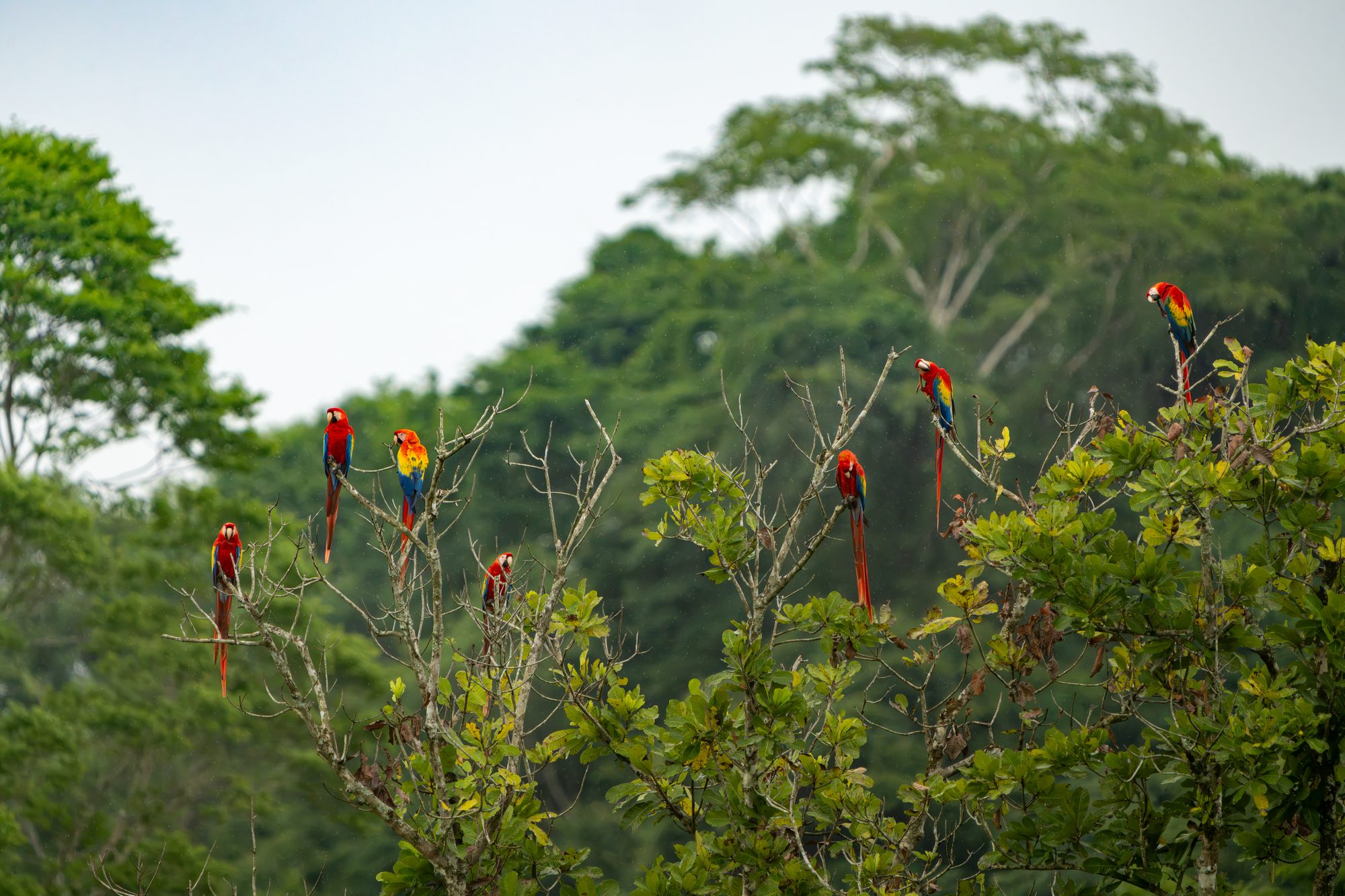 Aras rouges, Costa Rica