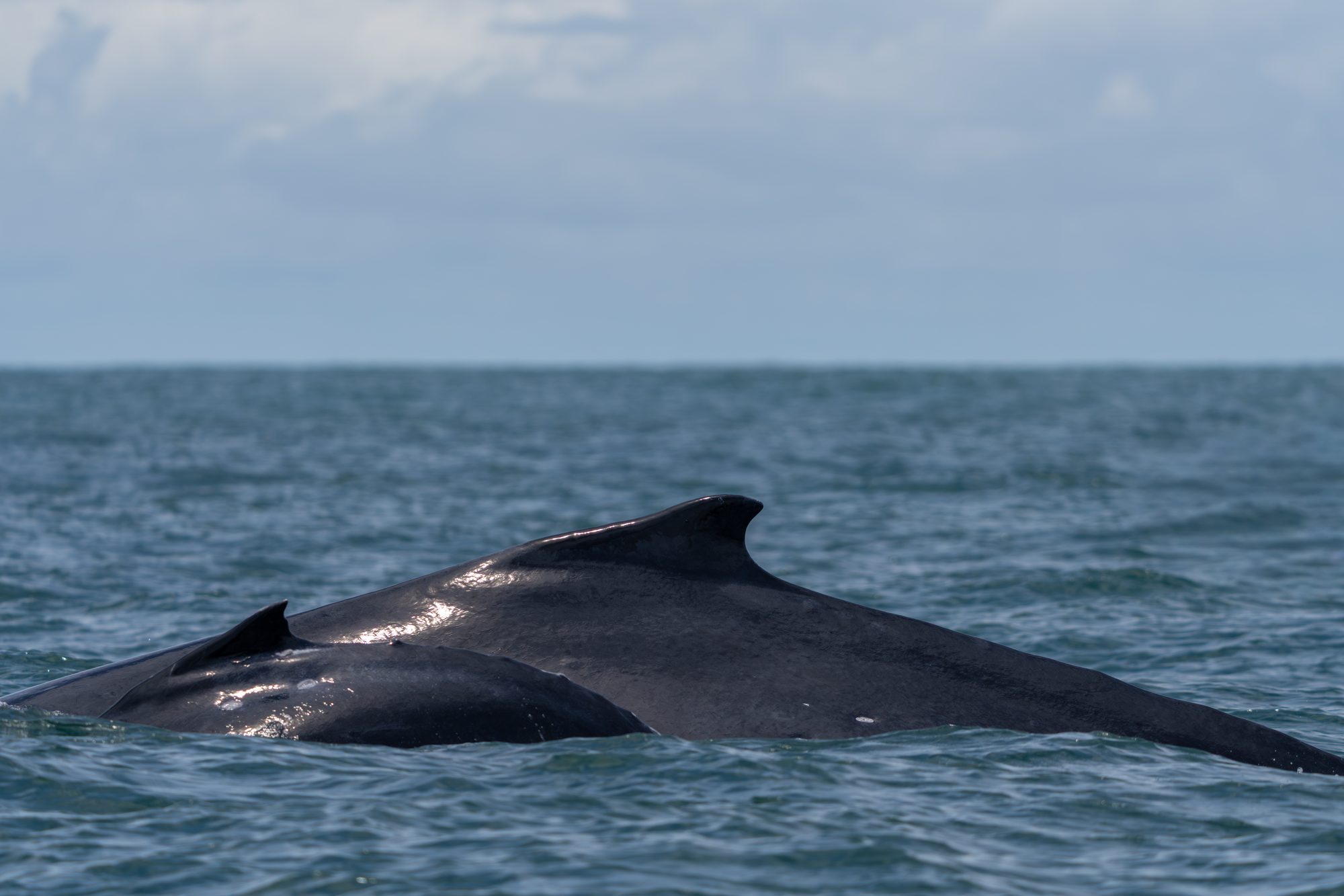 Baleine à bosse, Costa Rica