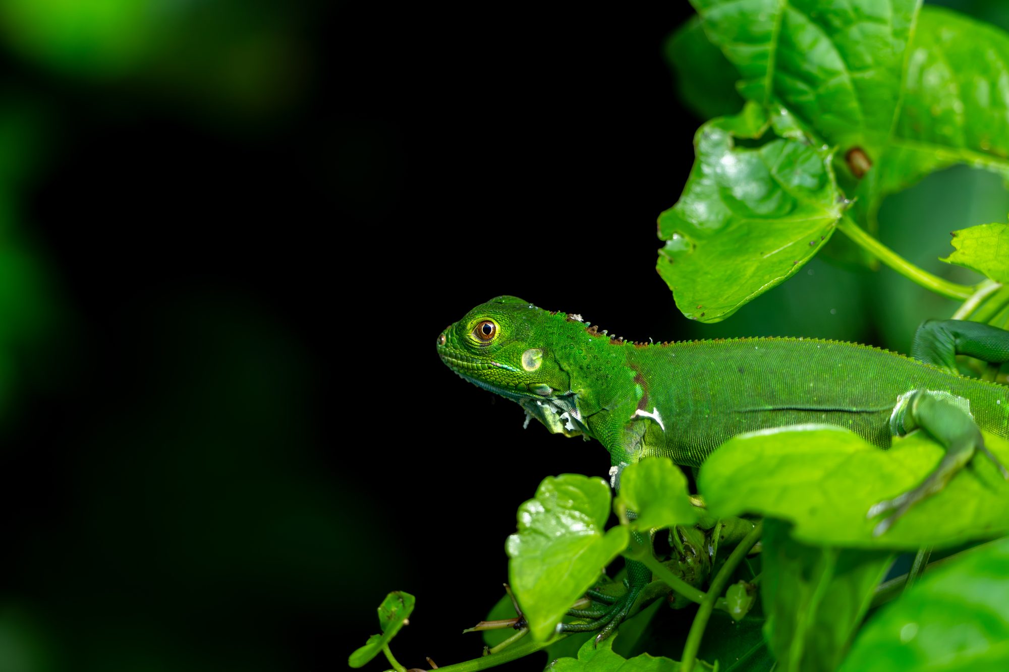 Basilic vert, Costa Rica