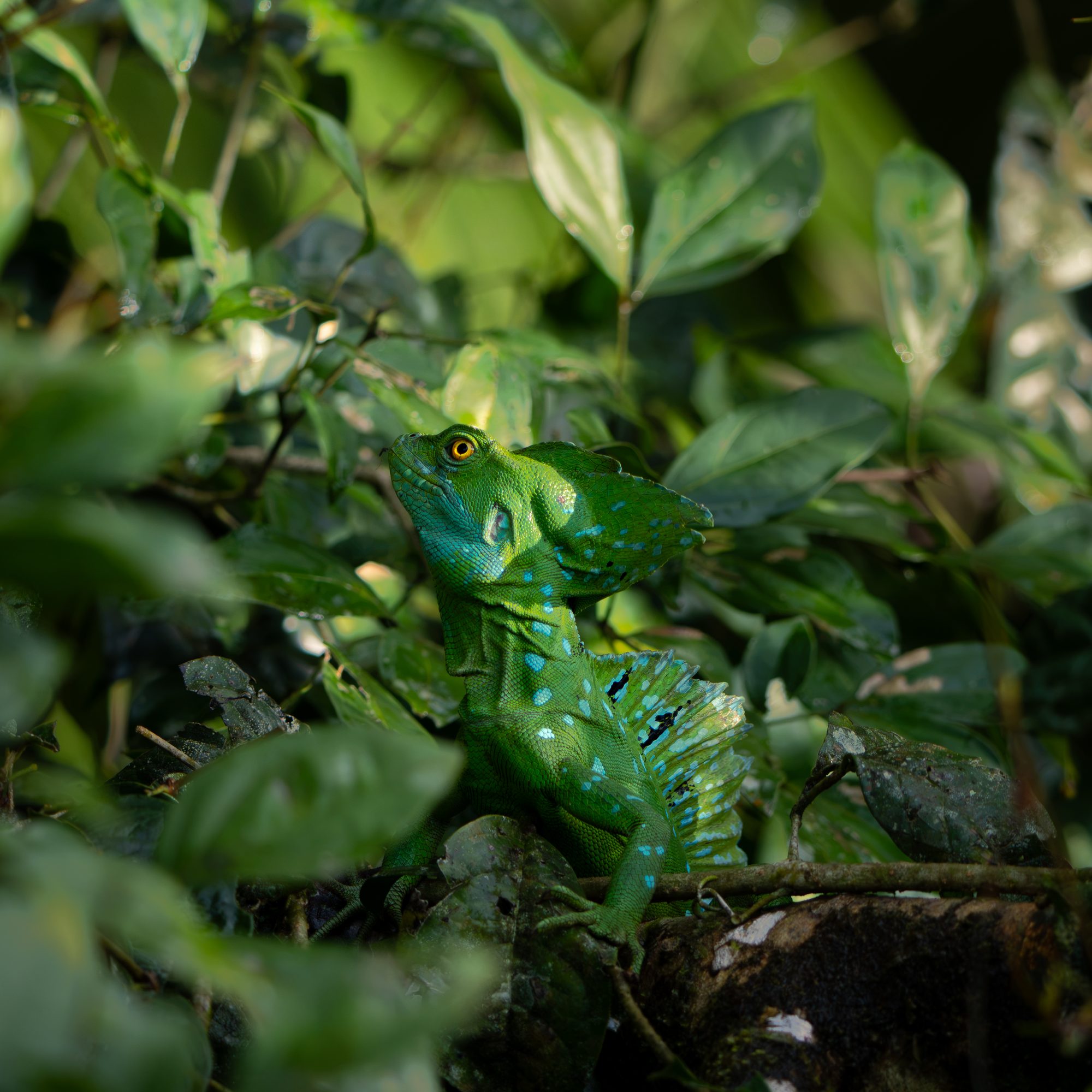 Basilic vert, Costa Rica