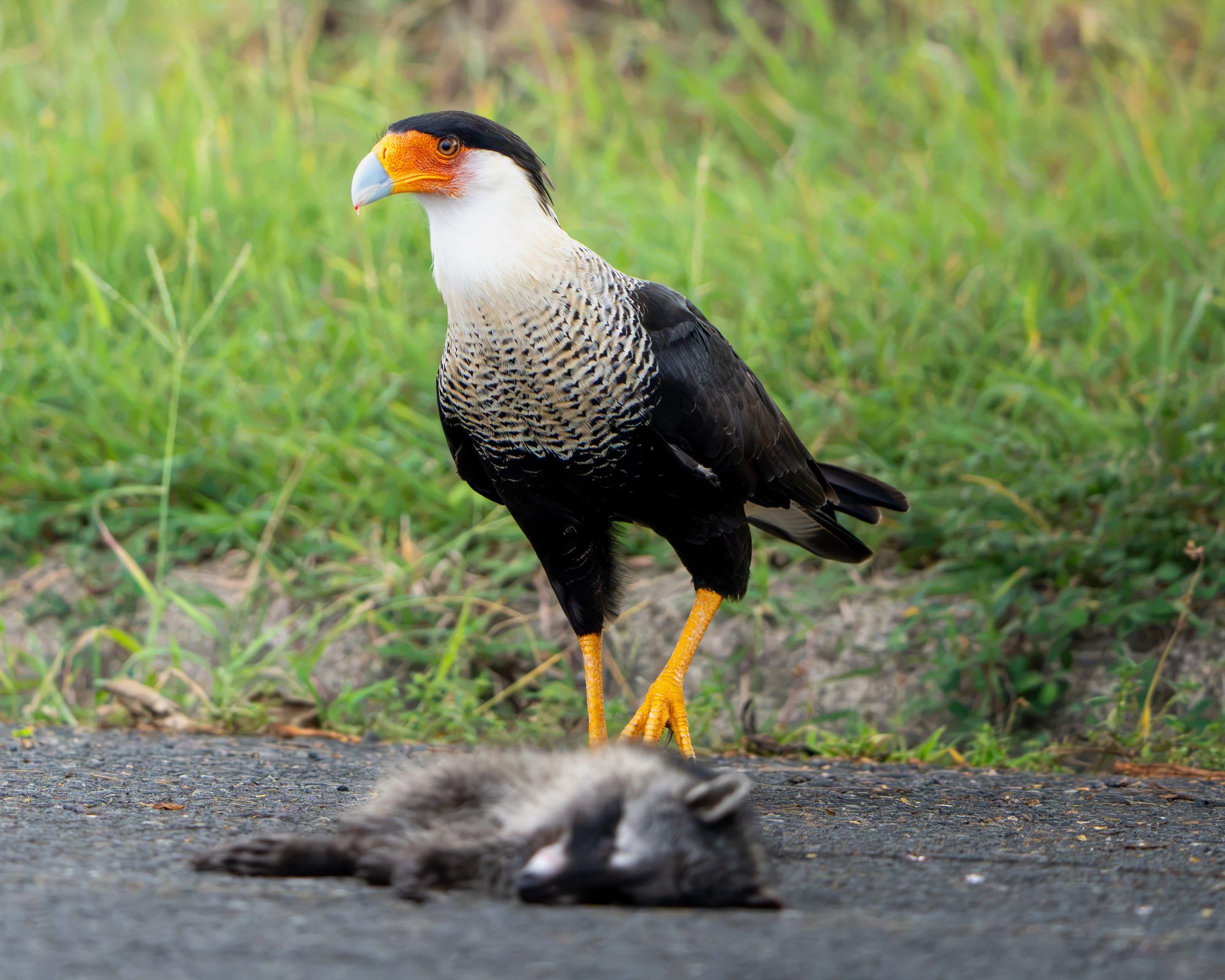 Caracara huppé, Costa Rica