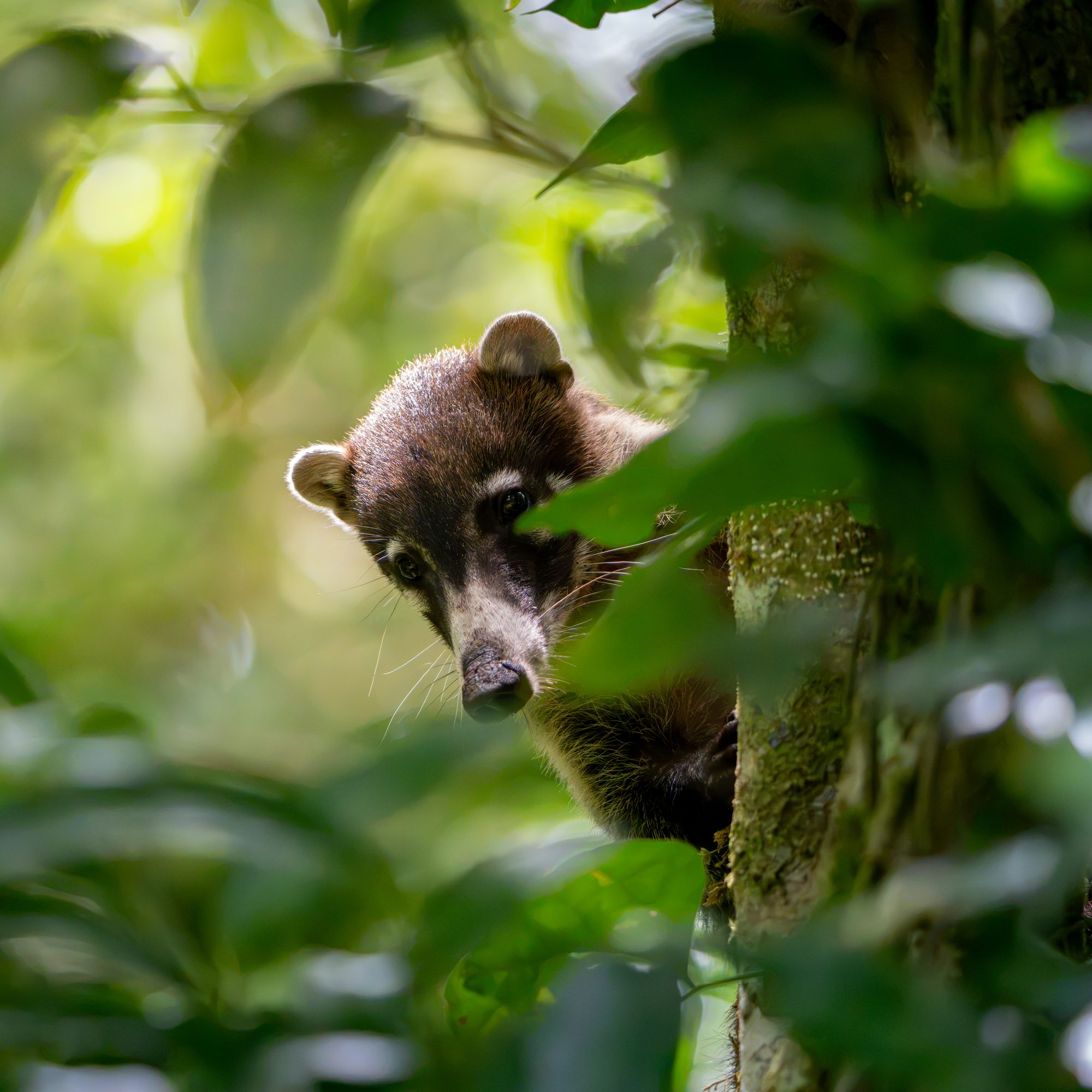 Coati à nez blanc, Costa Rica