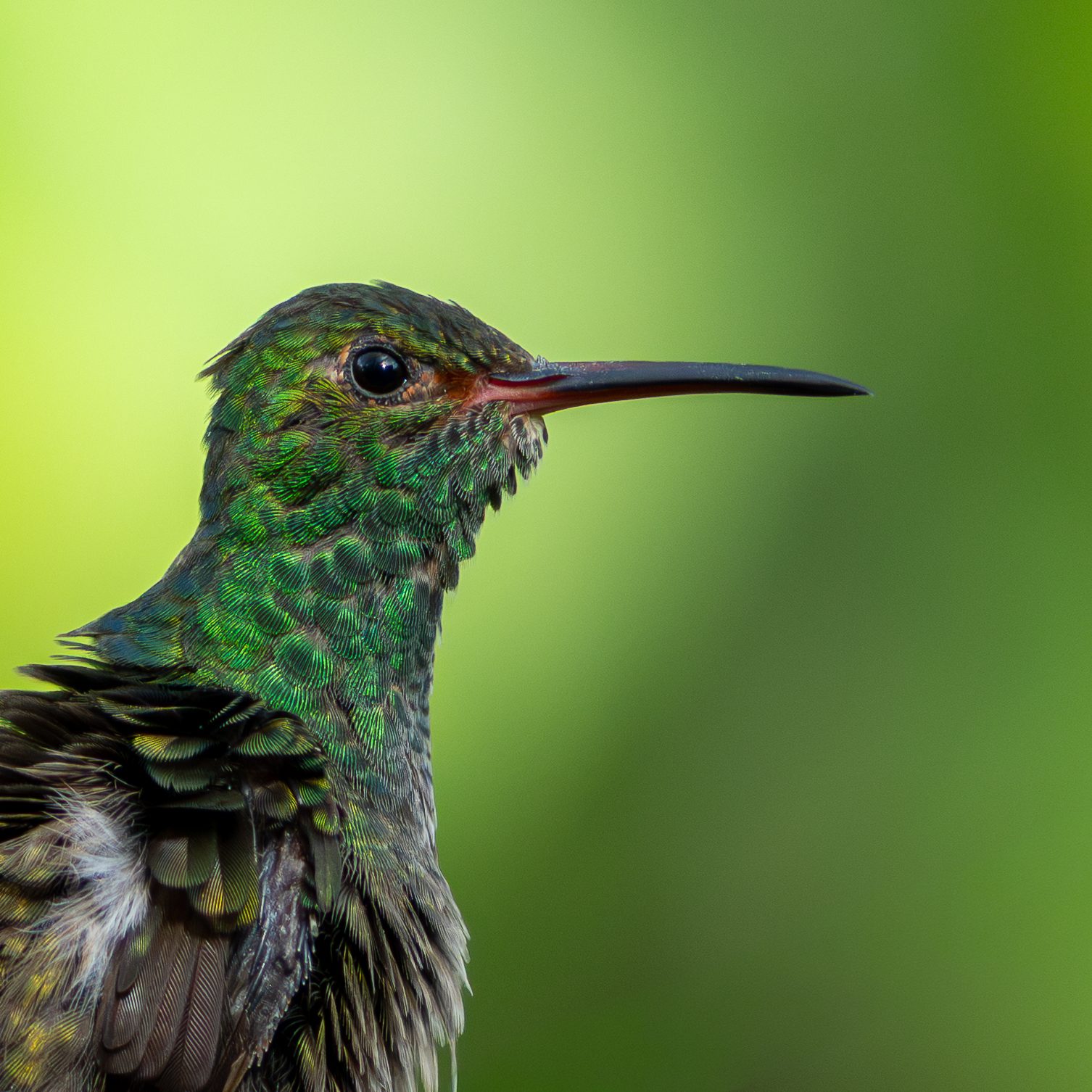 Ariane de Tzacatl, Costa Rica