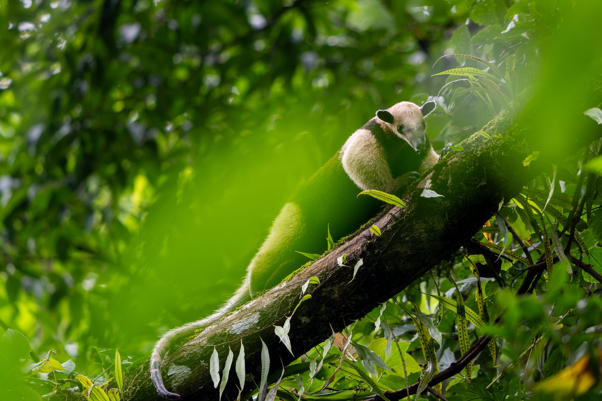 Fourmilier tamandua, Costa Rica