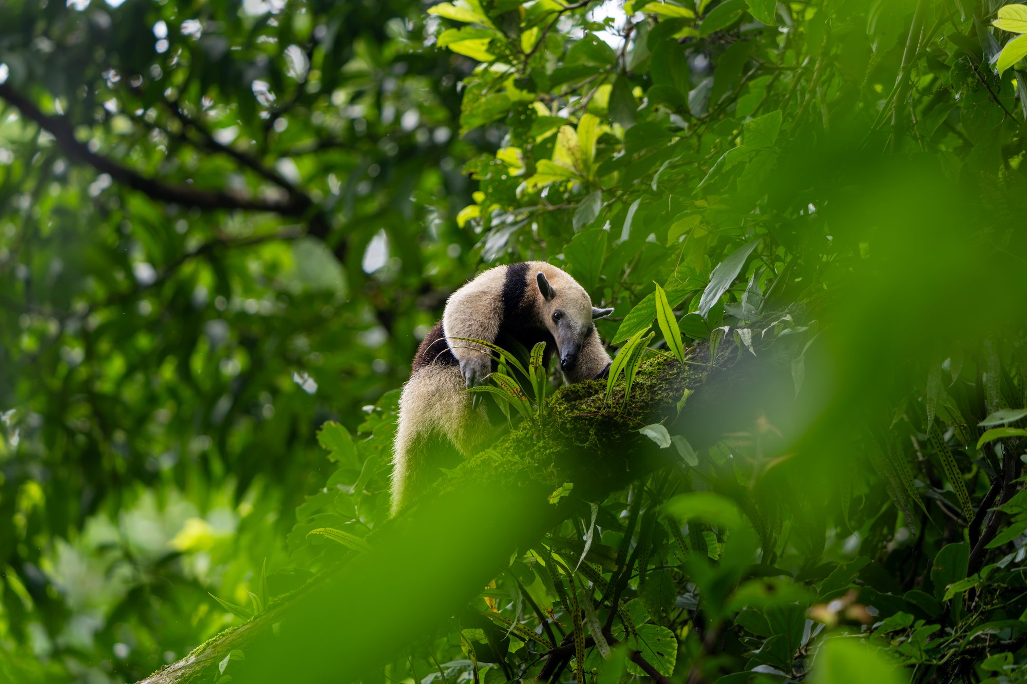 Fourmilier tamandua, Costa Rica
