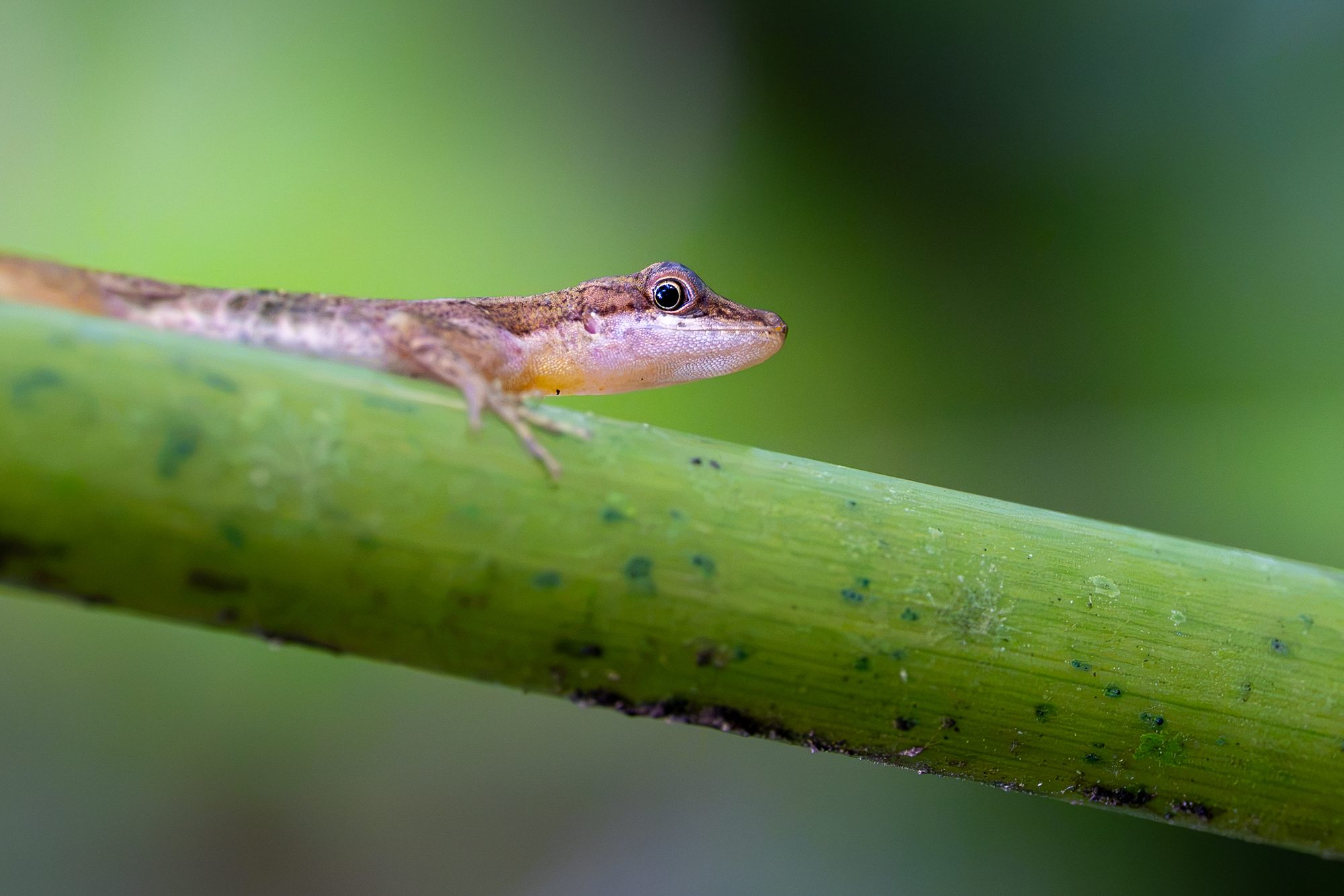 Gecko, Costa Rica