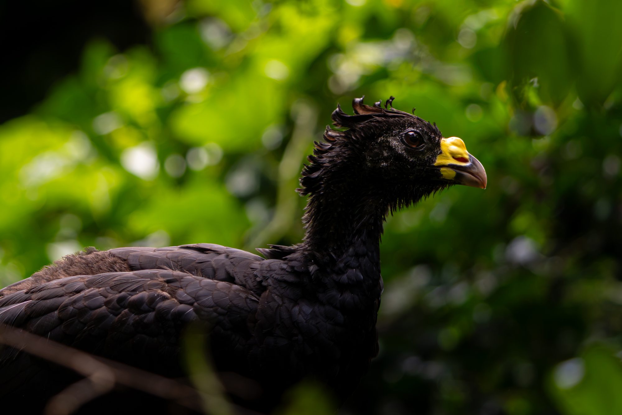Grand hocco, Costa Rica