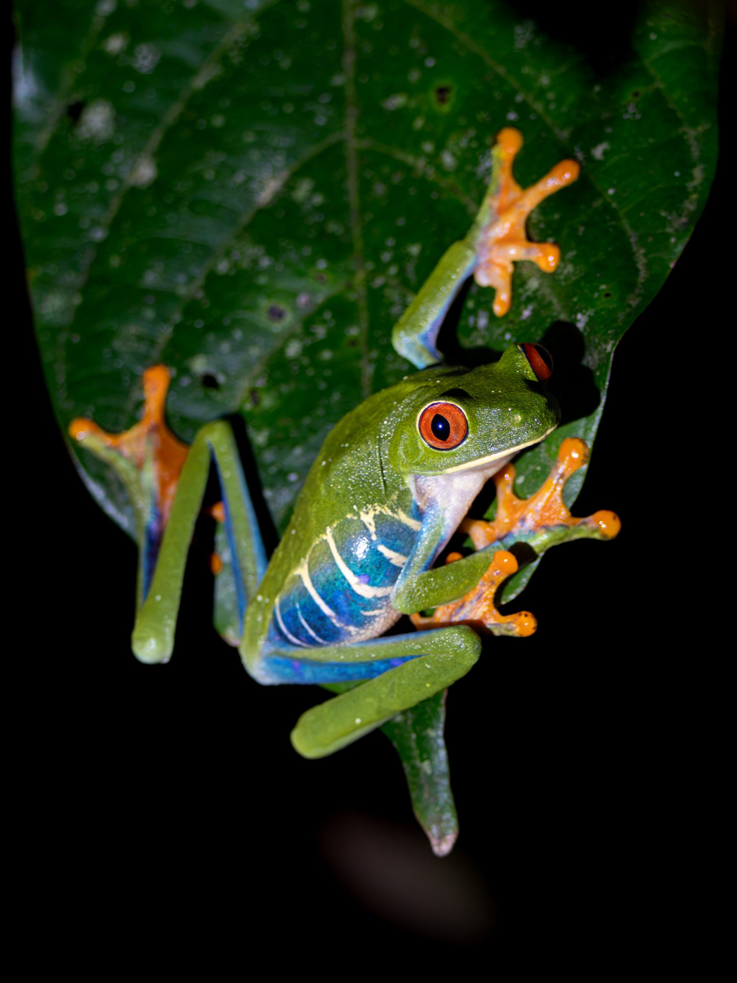 Grenouille aux yeux rouges, Costa Rica
