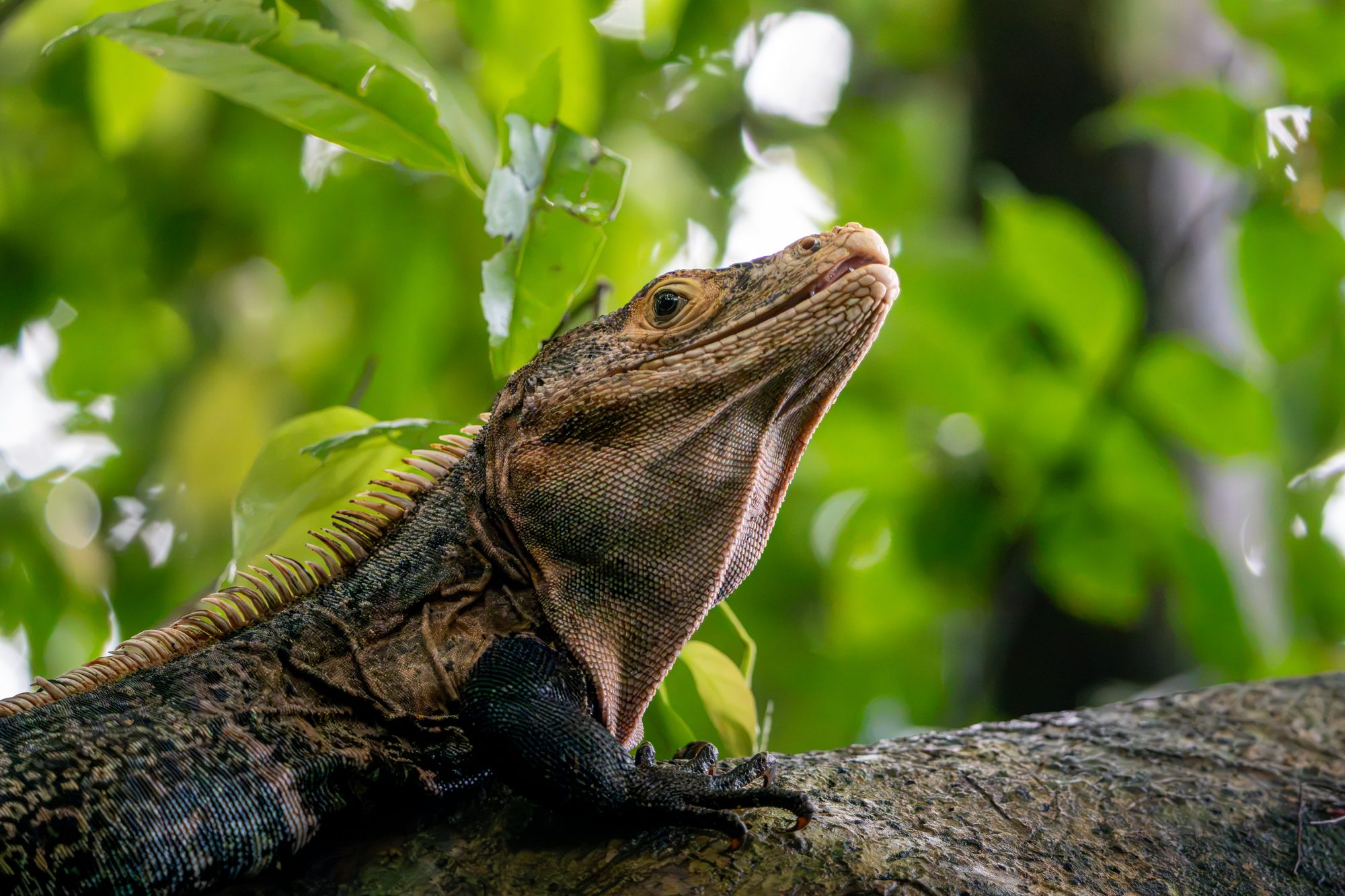 Iguane noir, juvénile, Costa Rica