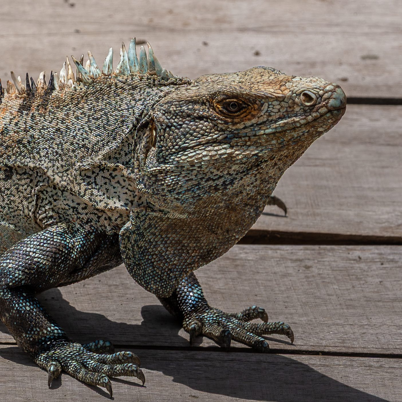Iguane noir, Costa Rica