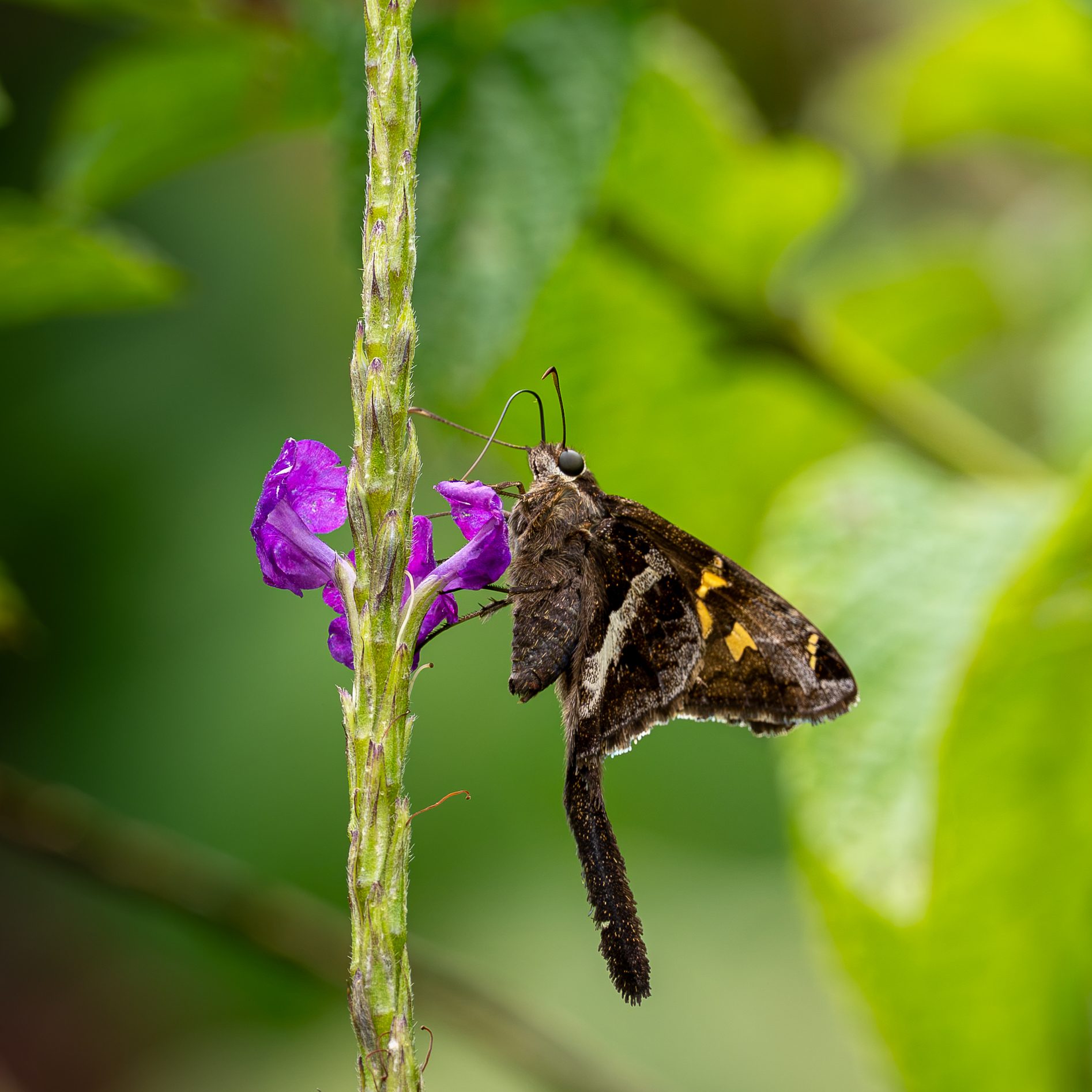 Papillon de nuit sur fleur, Costa Rica