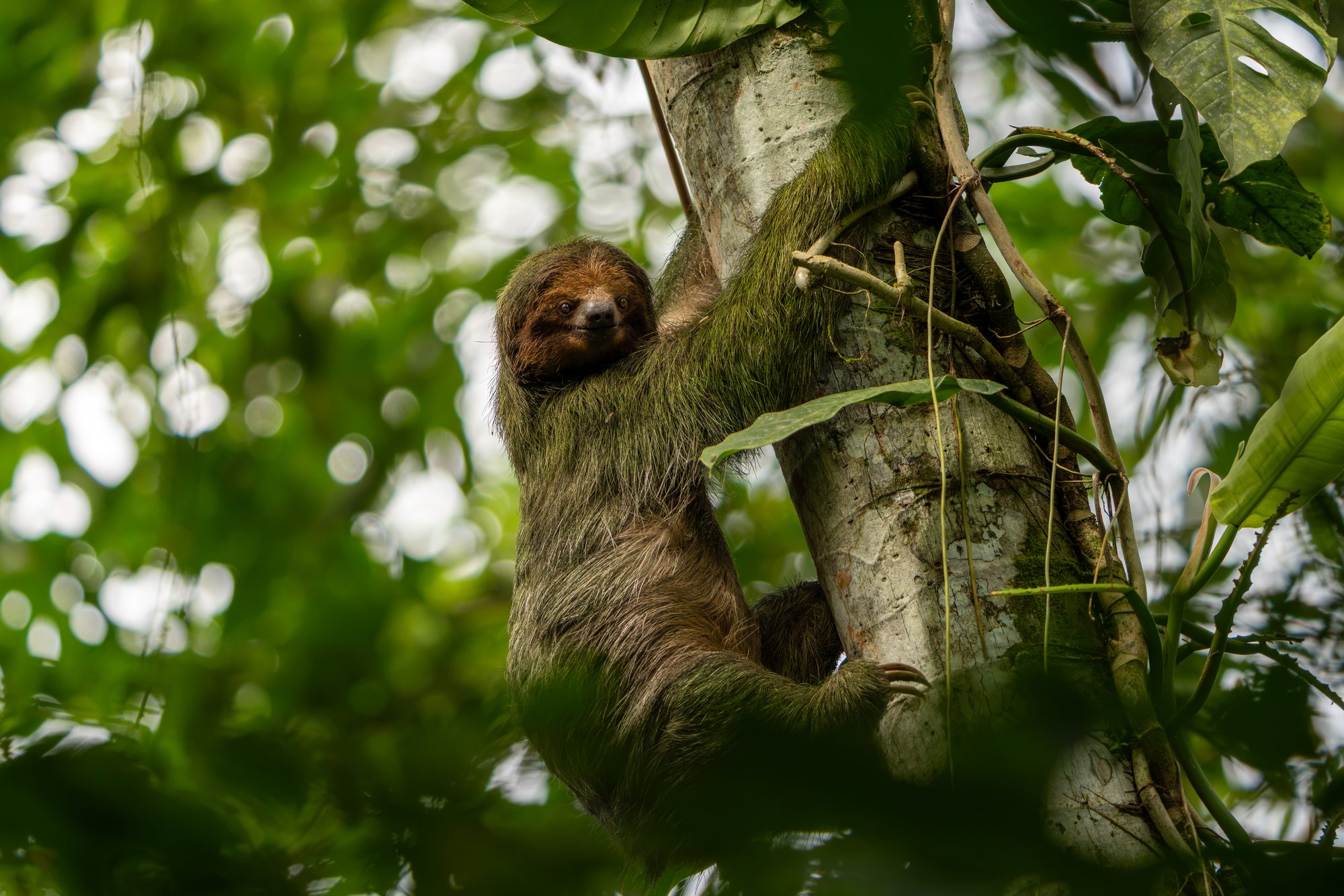 Paresseux à gorge brune, Costa Rica