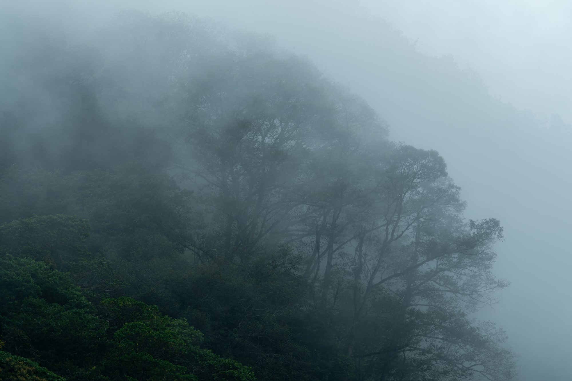 Forêt nuageuse dans le brouillard, Costa Rica