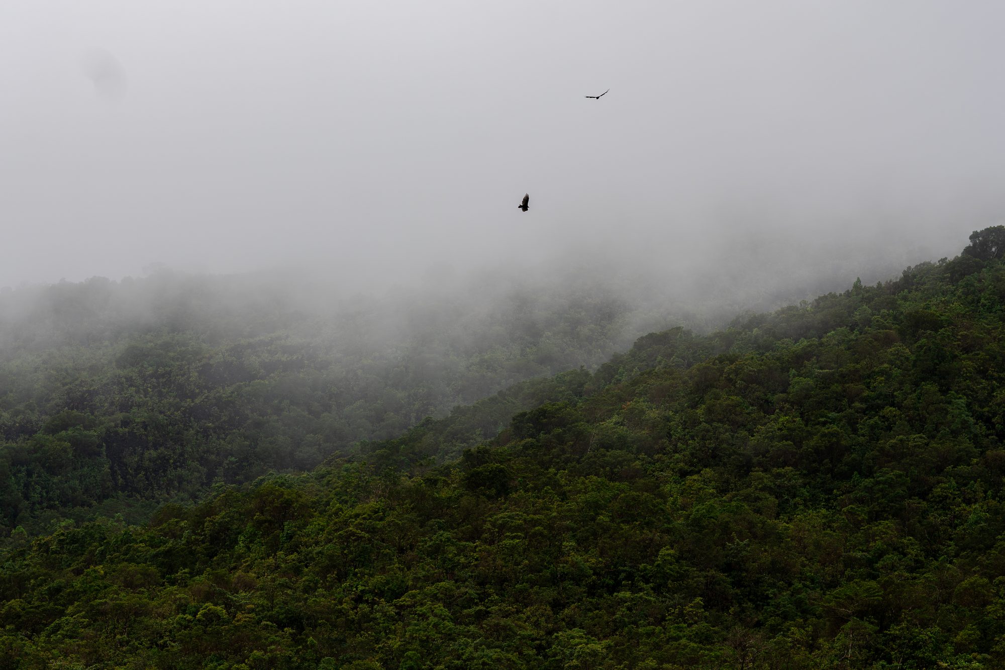 Canopée dans la brume, Costa Rica