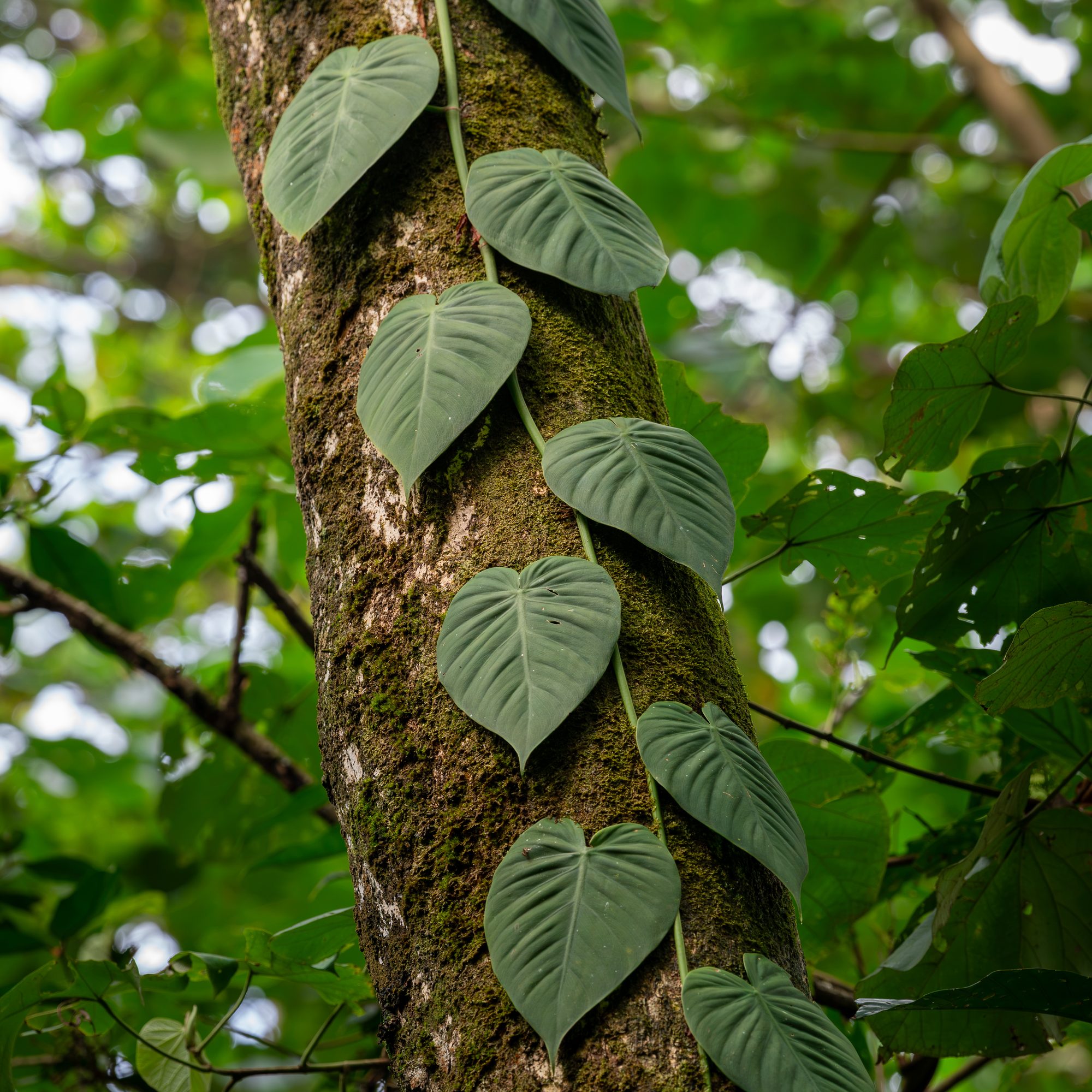 Liane sur un tronc, Costa Rica
