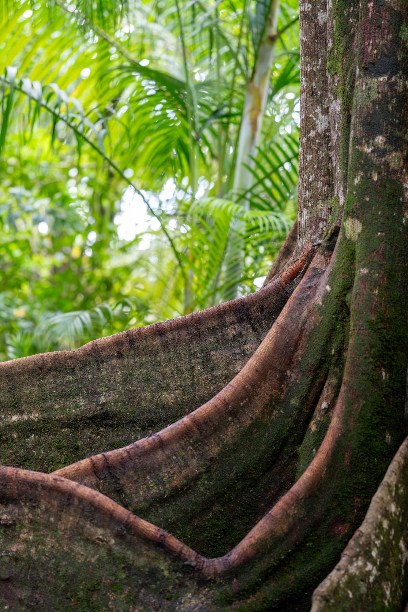 Racines-contreforts, Costa Rica