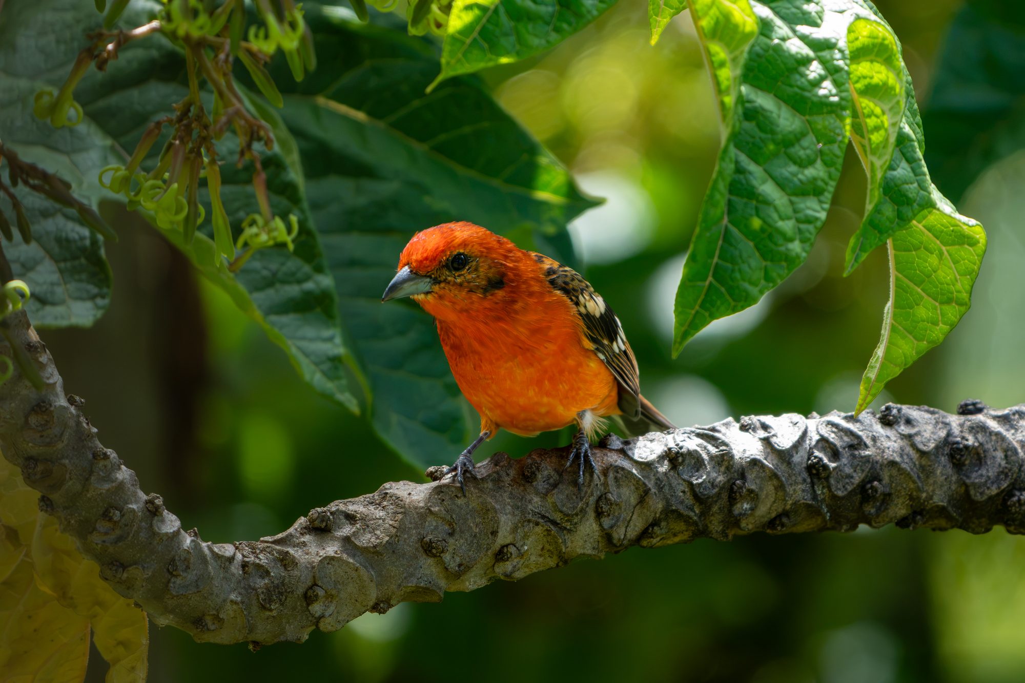 Piranga à dos rayé, Costa Rica