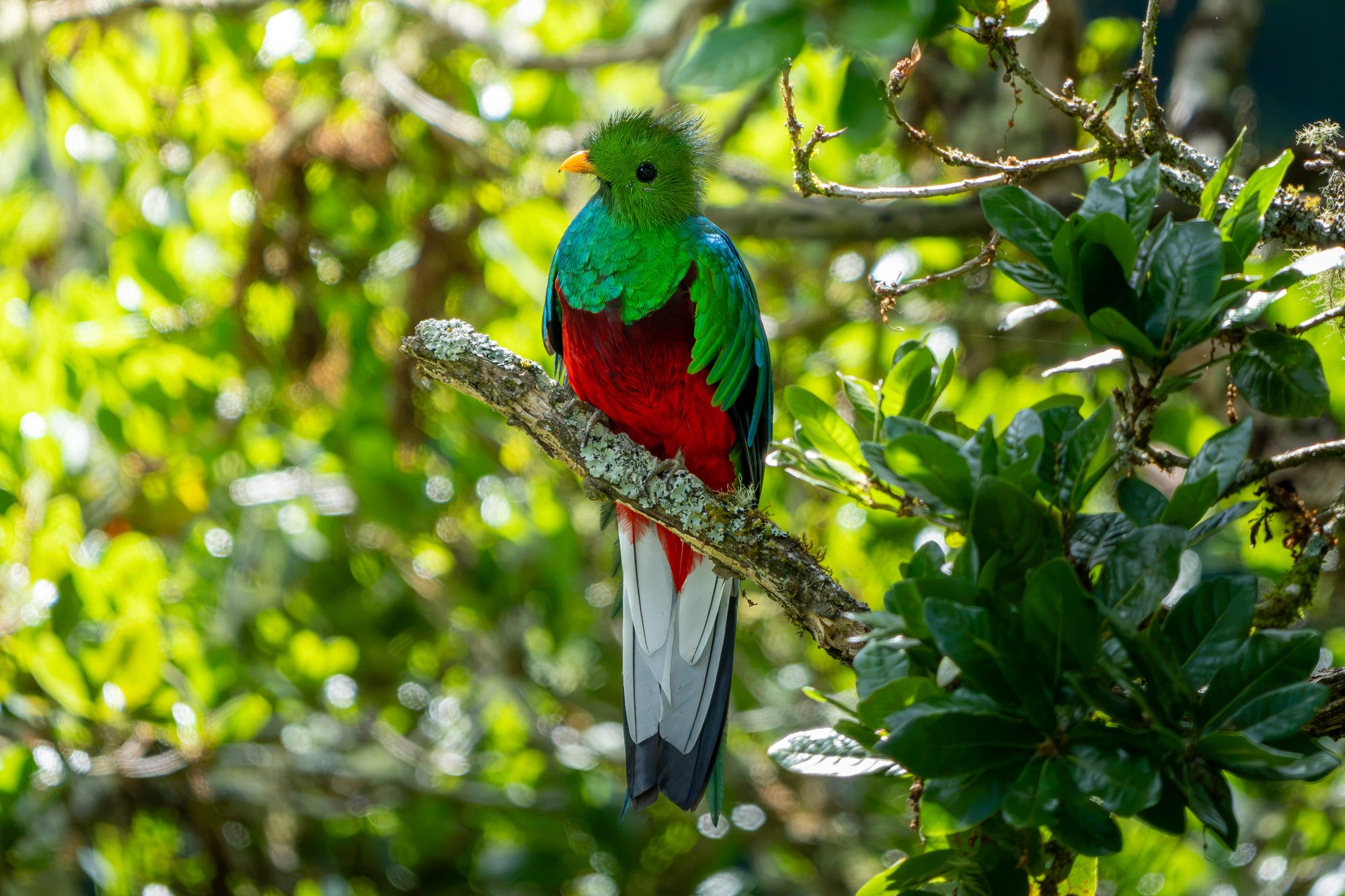Quetzal resplendissant, Costa Rica