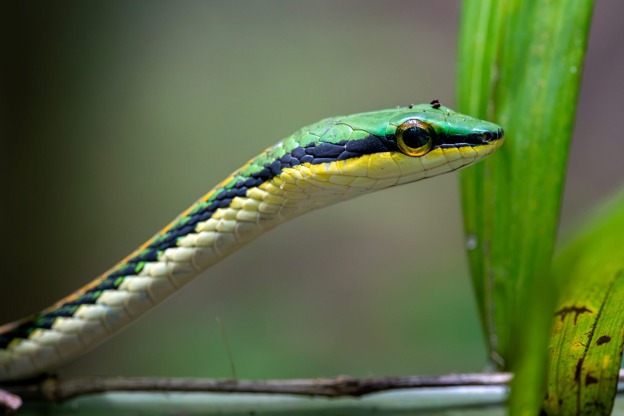 Leptophis vert, Costa Rica