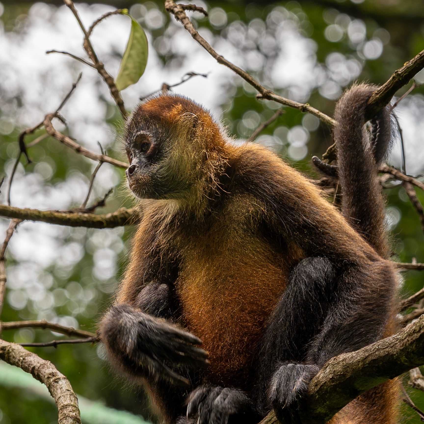 Singe-araignée de Geoffroy, Costa Rica