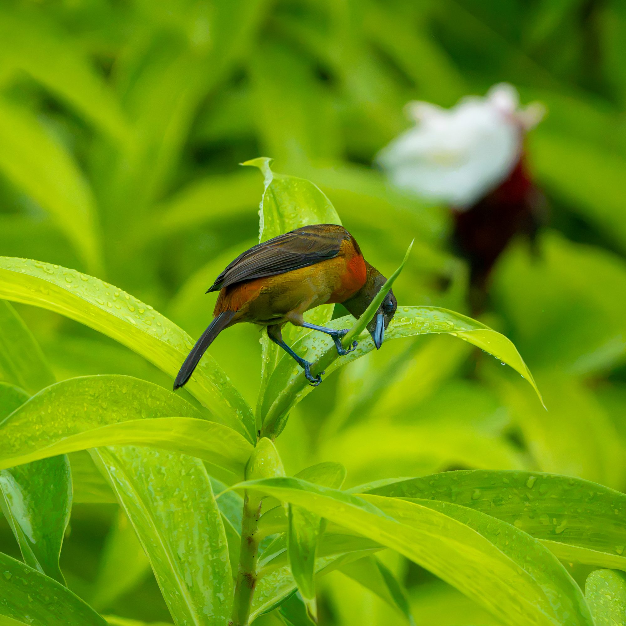 Tangara à croupion écarlate, femelle, Costa Rica