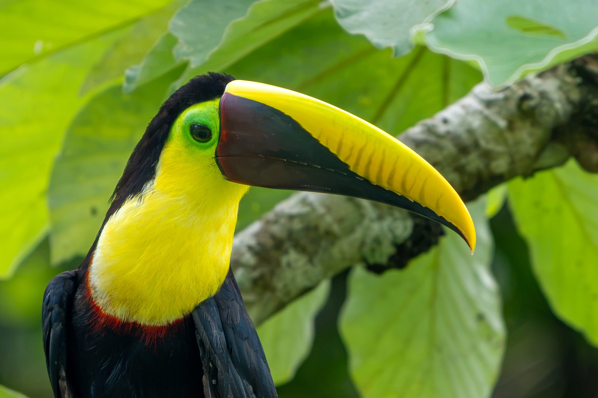 Toucan à carène, Costa Rica