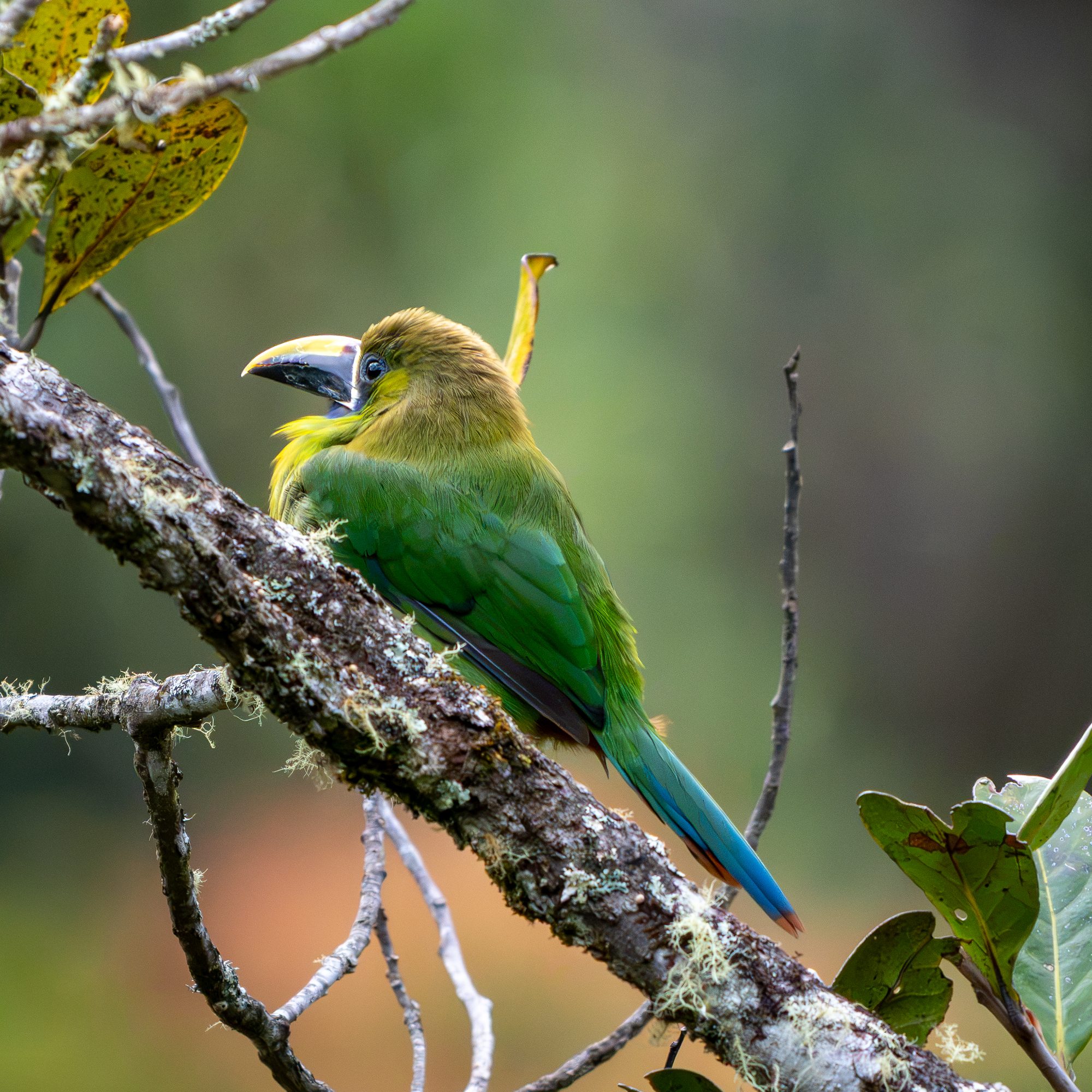 Toucanet à gorge bleue, Costa Rica