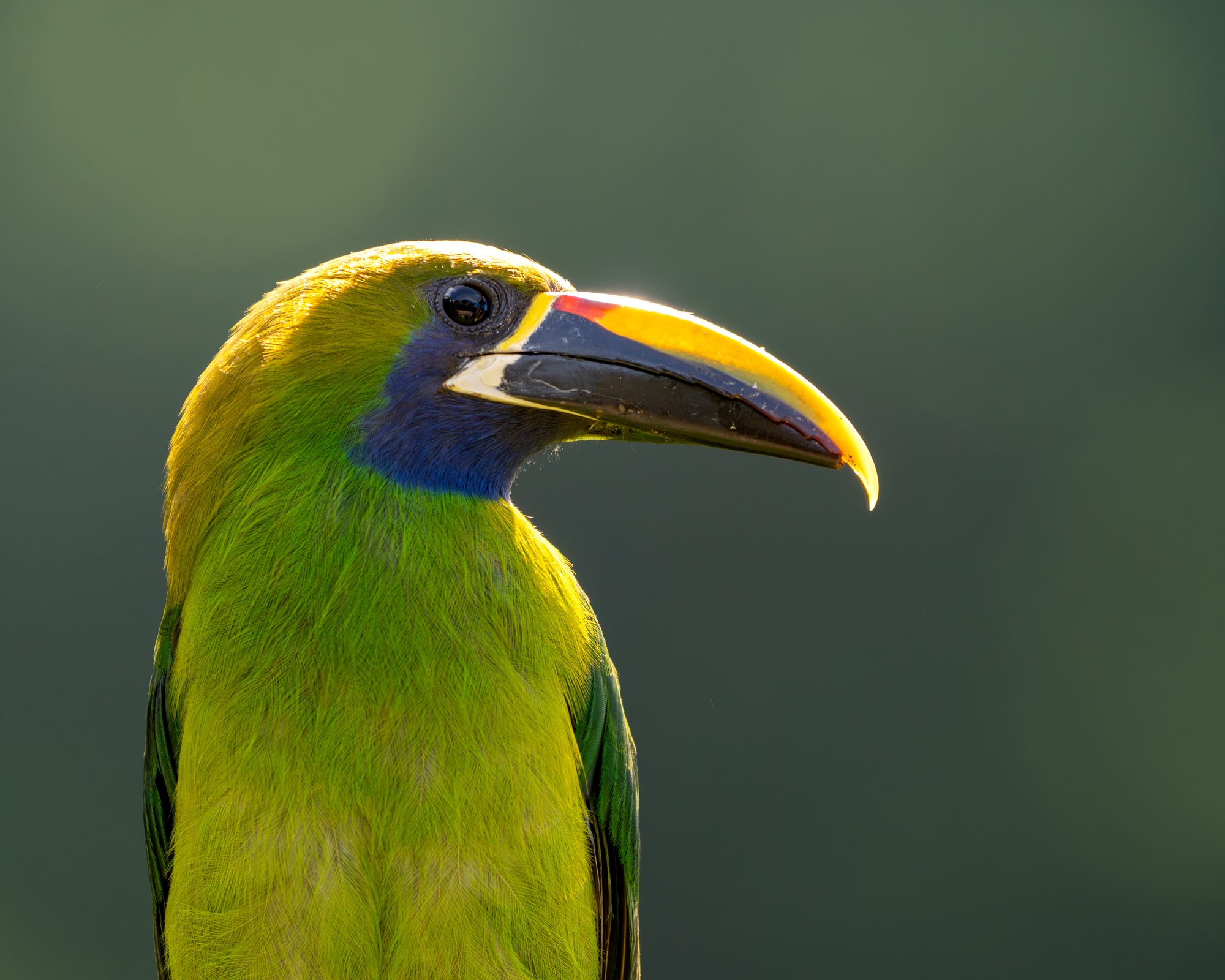Toucanet à gorge bleue, Costa Rica