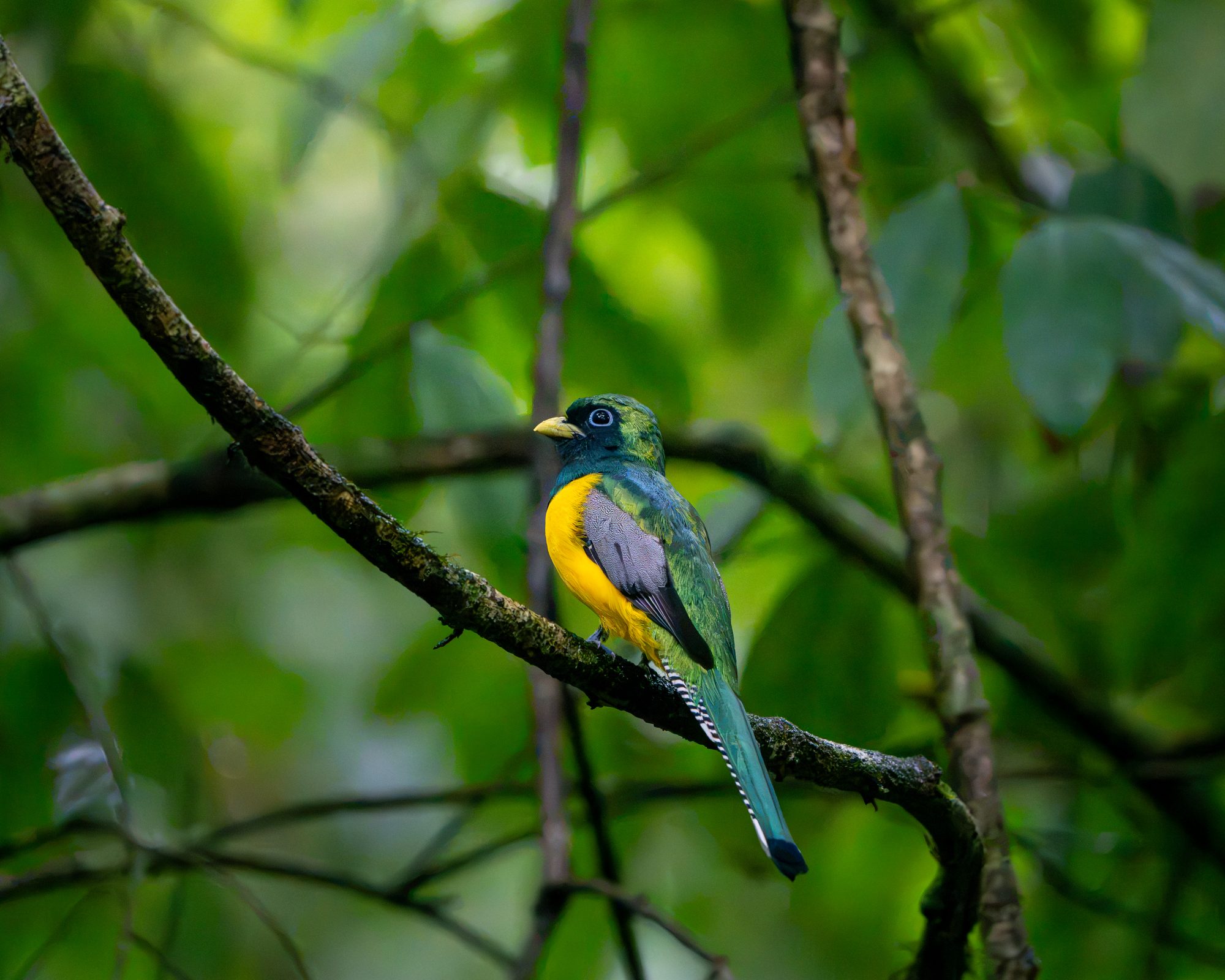 Trogon pattu, Costa Rica