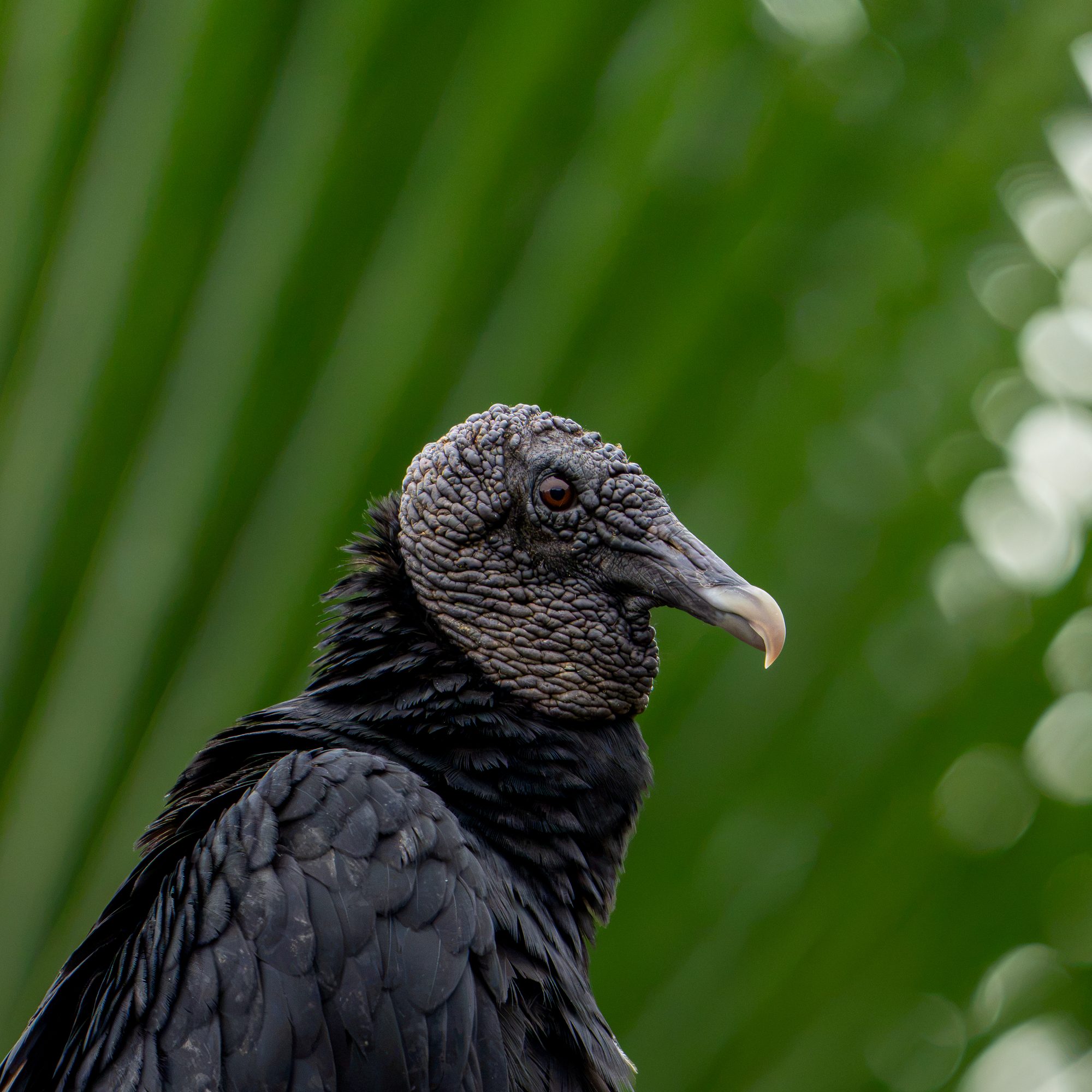 Urubu noir, Costa Rica