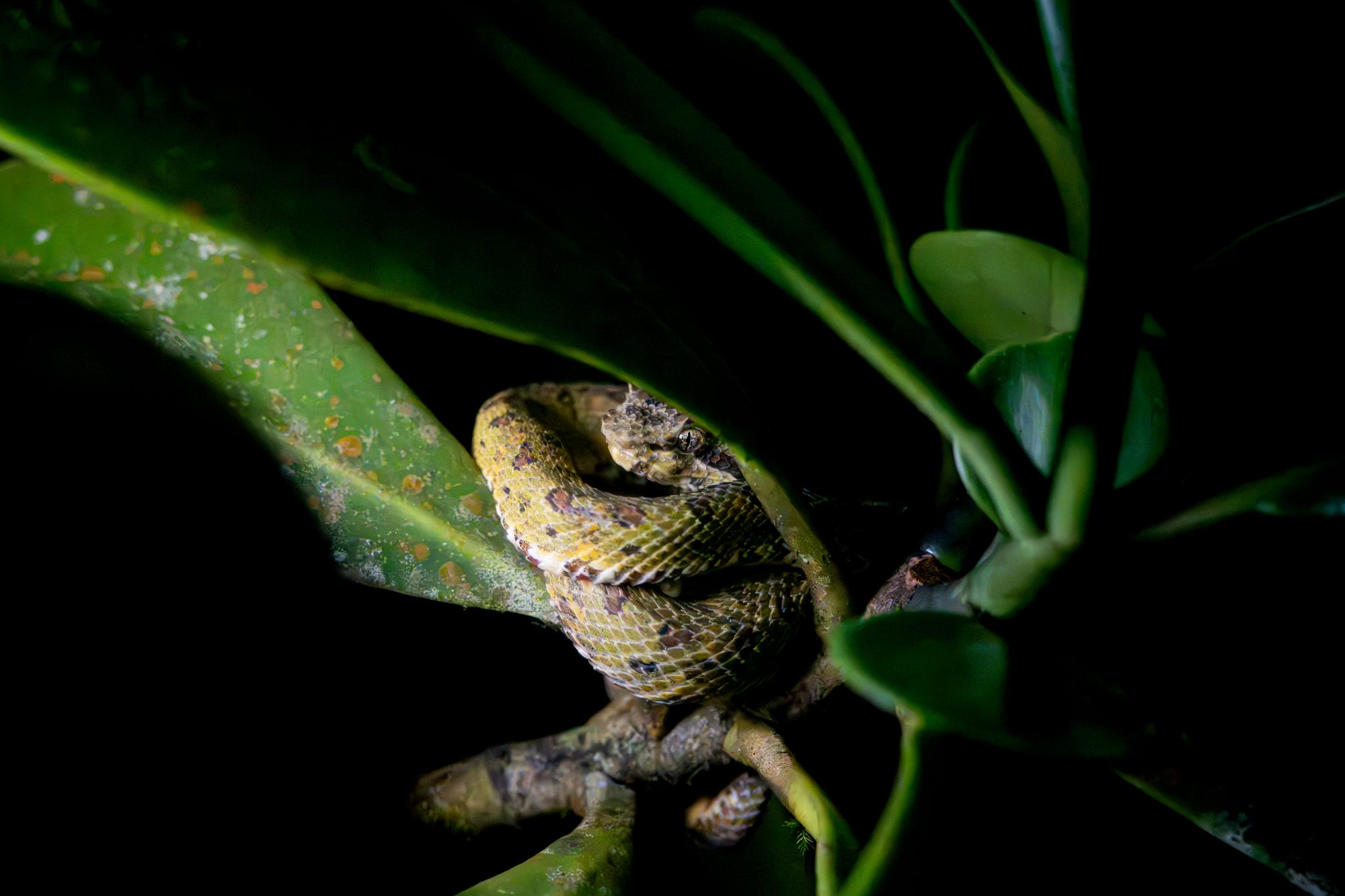 Vipère à cils, Costa Rica