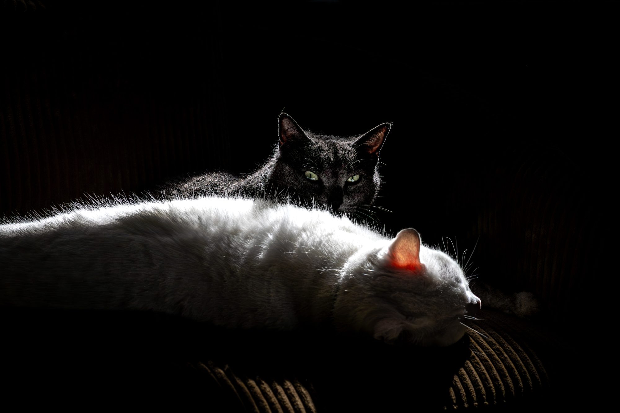 Chats domestiques, France