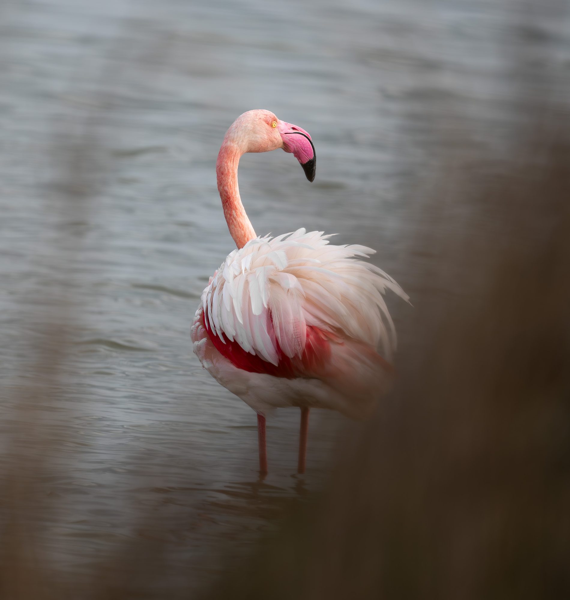 Flamant rose, France