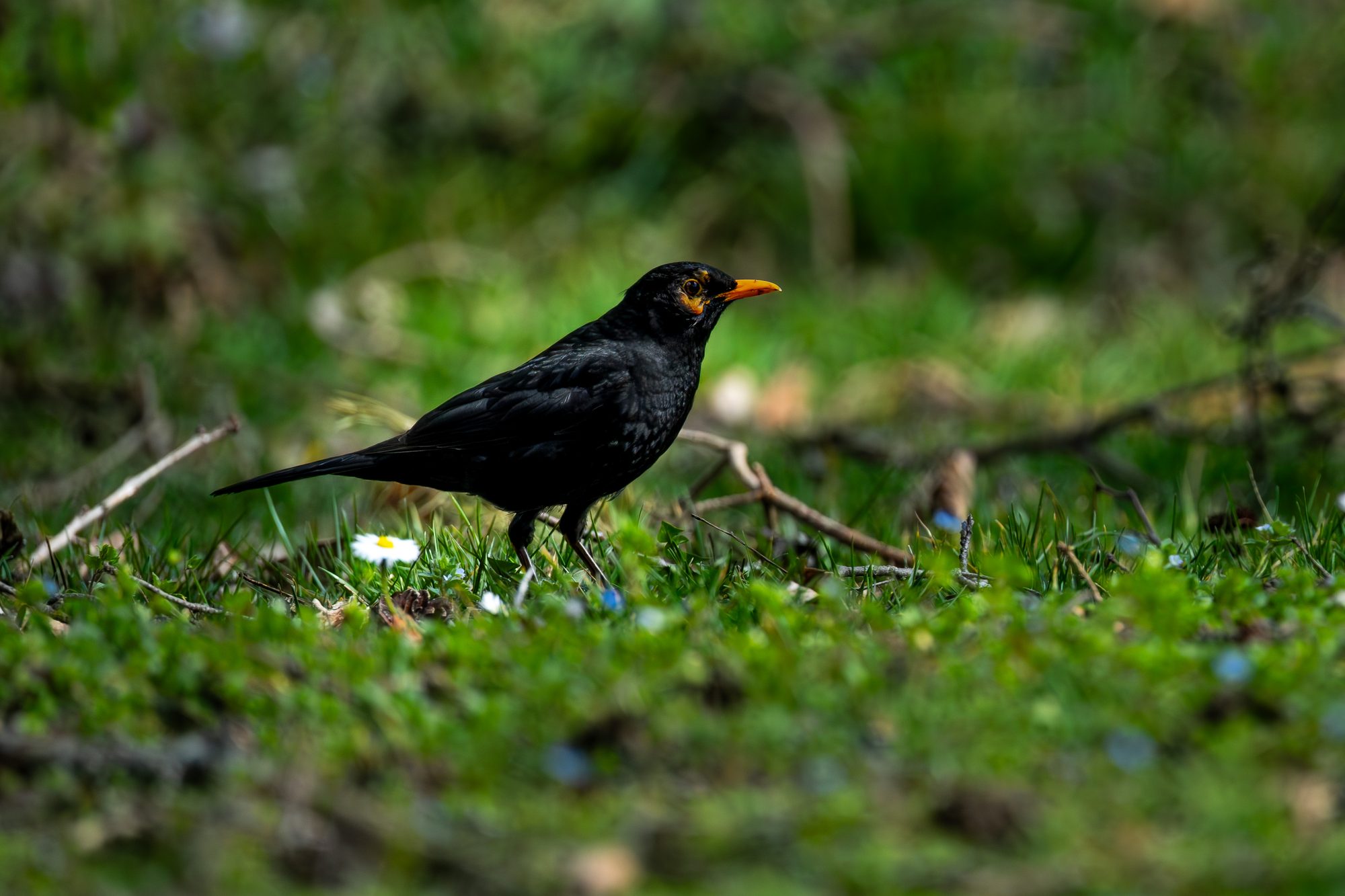 Merle noir, mâle, France
