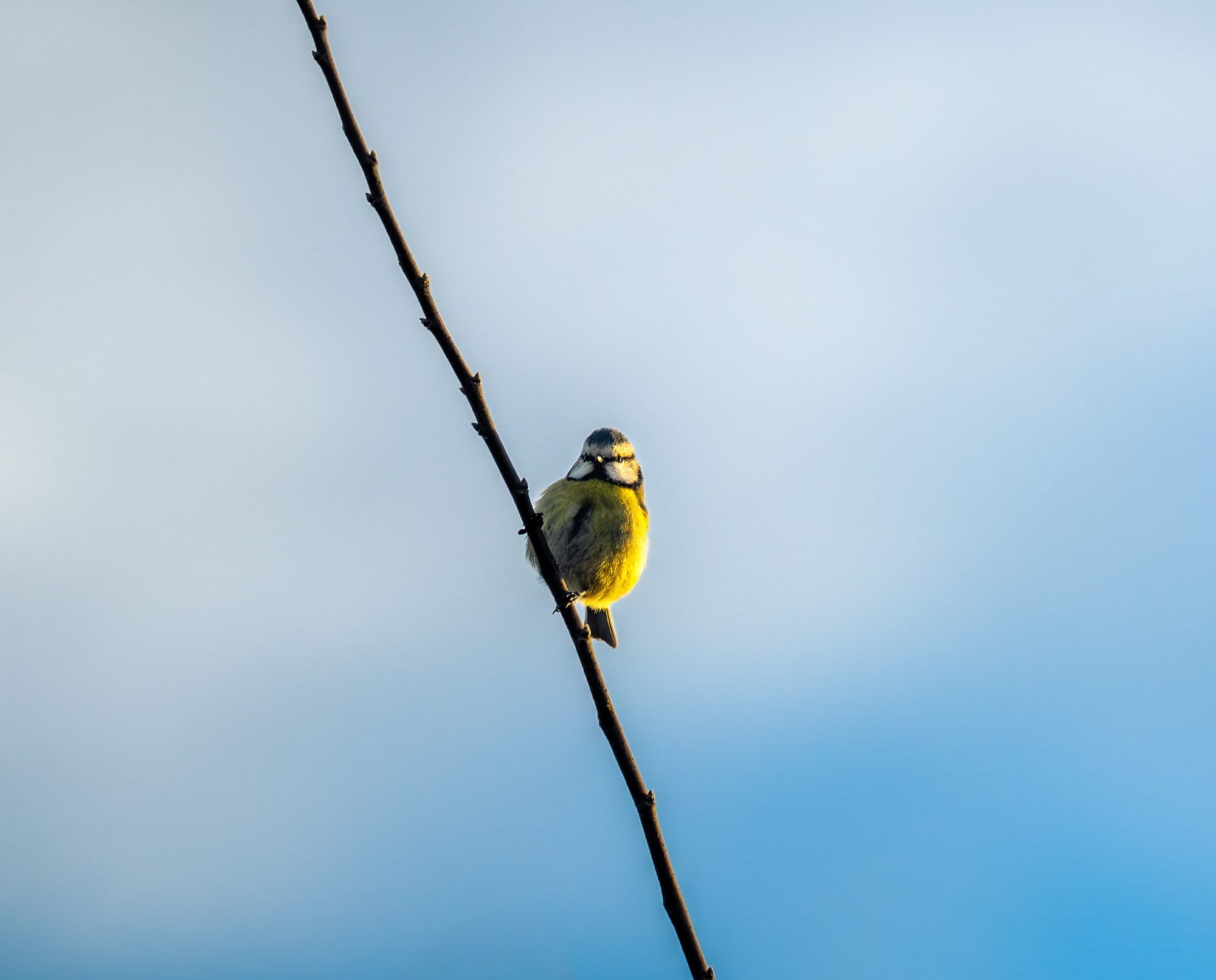 Mésange bleue, France