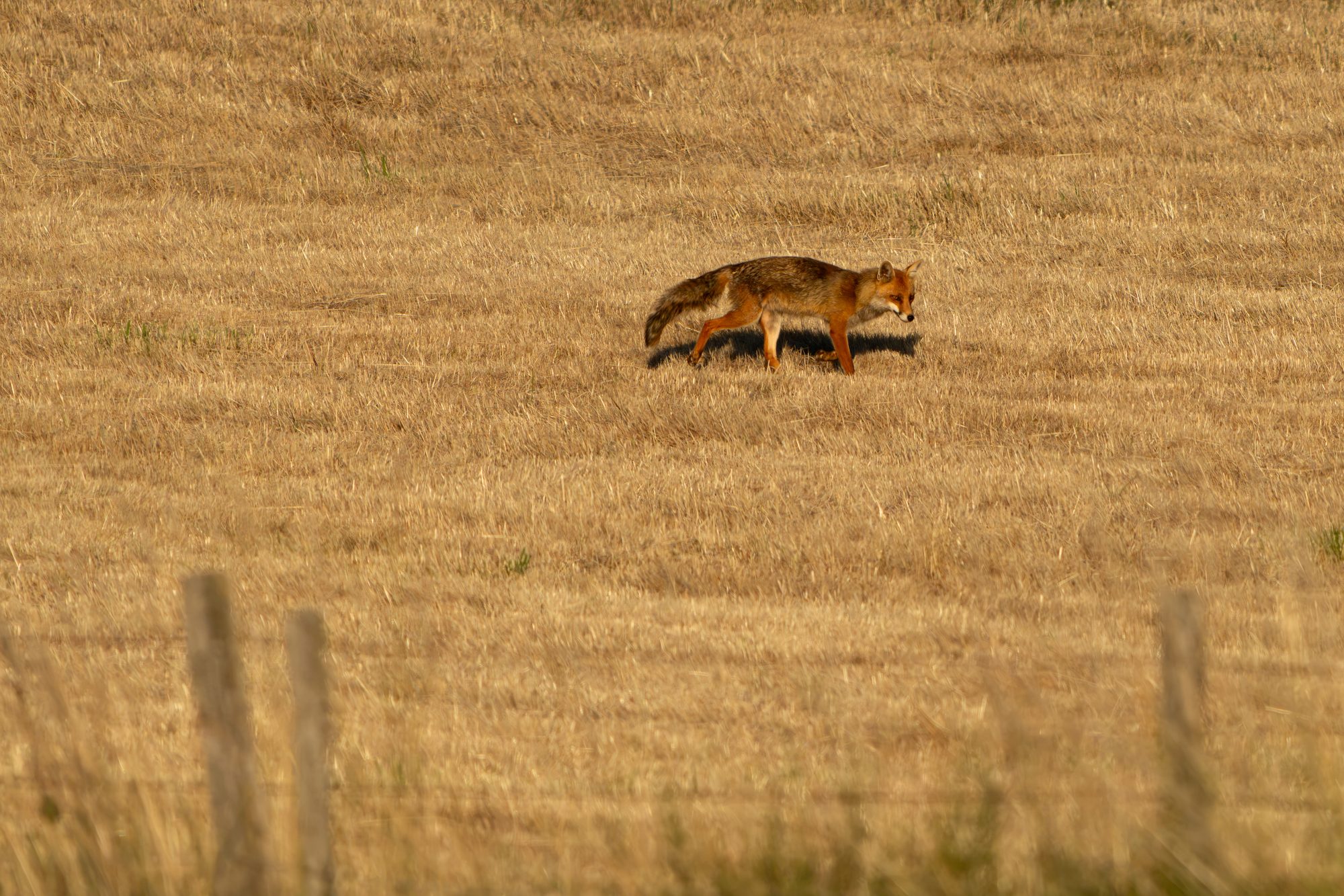 Renard roux, France