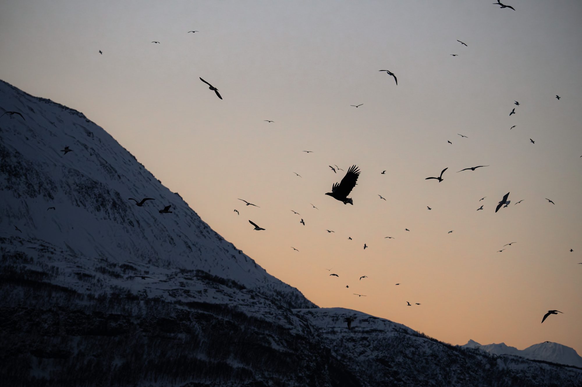 Pygargue à queue blanche, Norvège