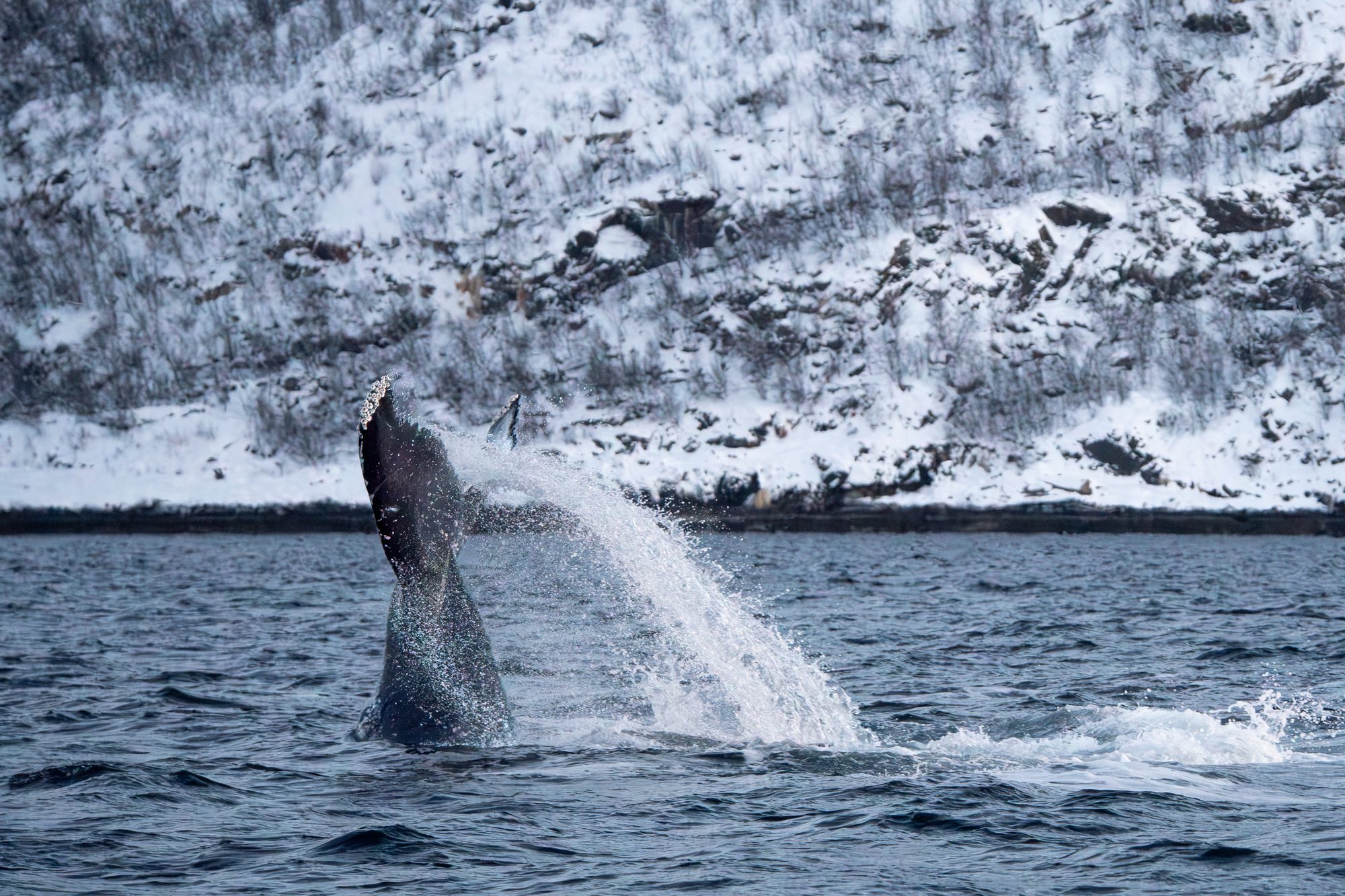 Baleine à bosse, queue, Norvège
