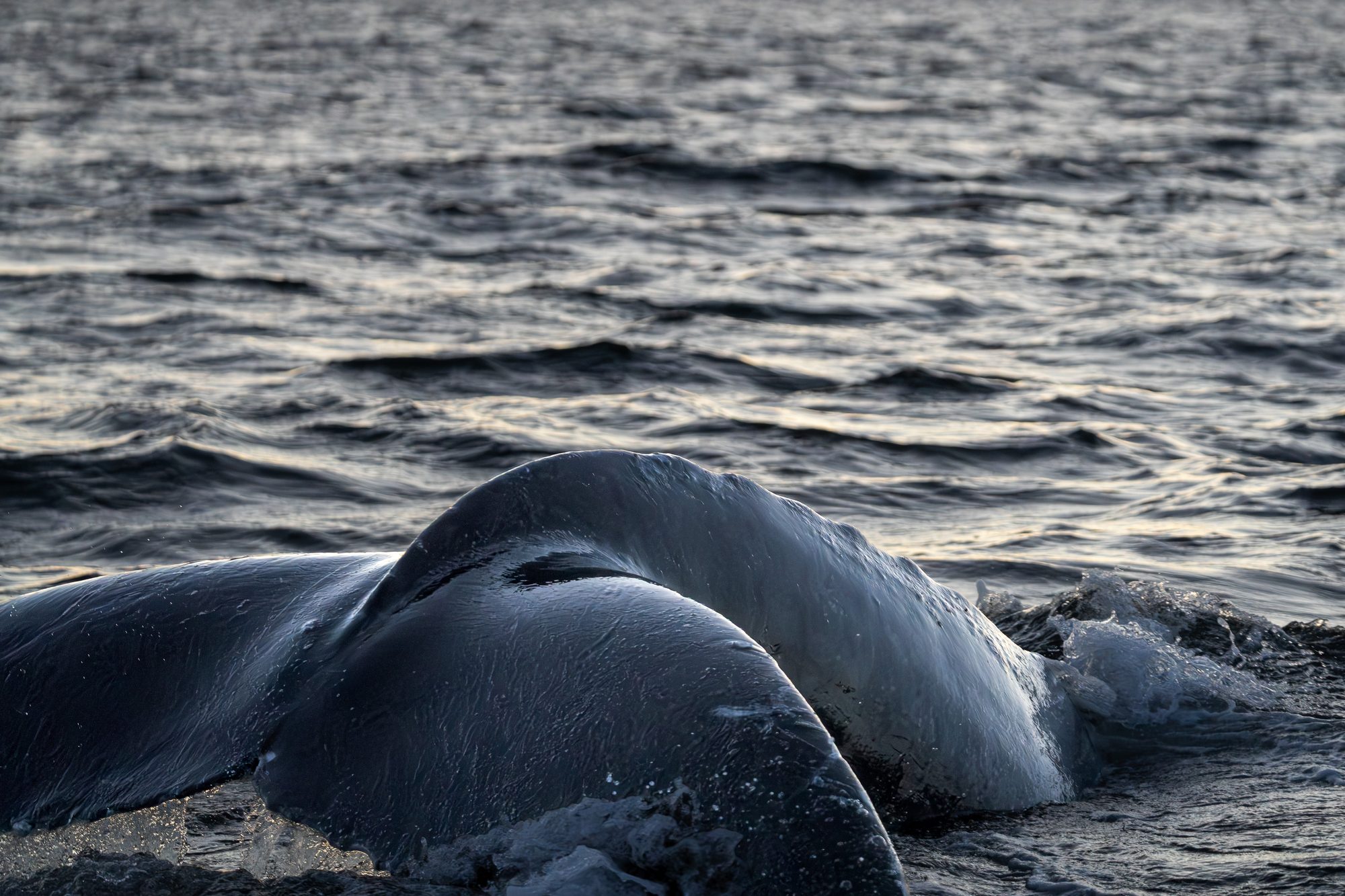 Baleine à bosse, queue, Norvège