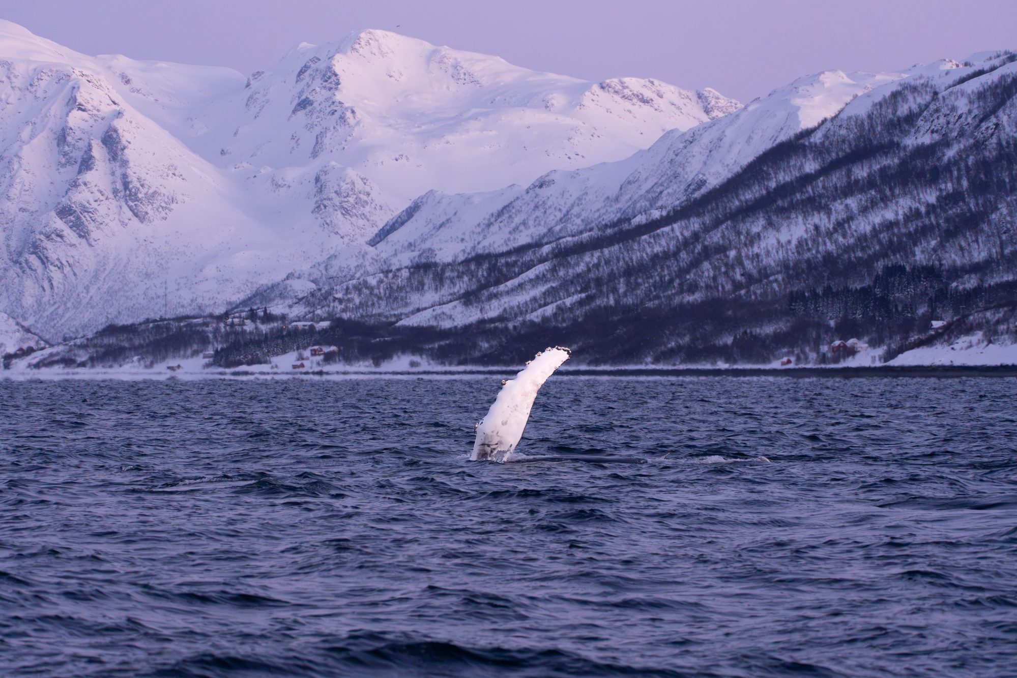 Baleine à bosse, Norvège