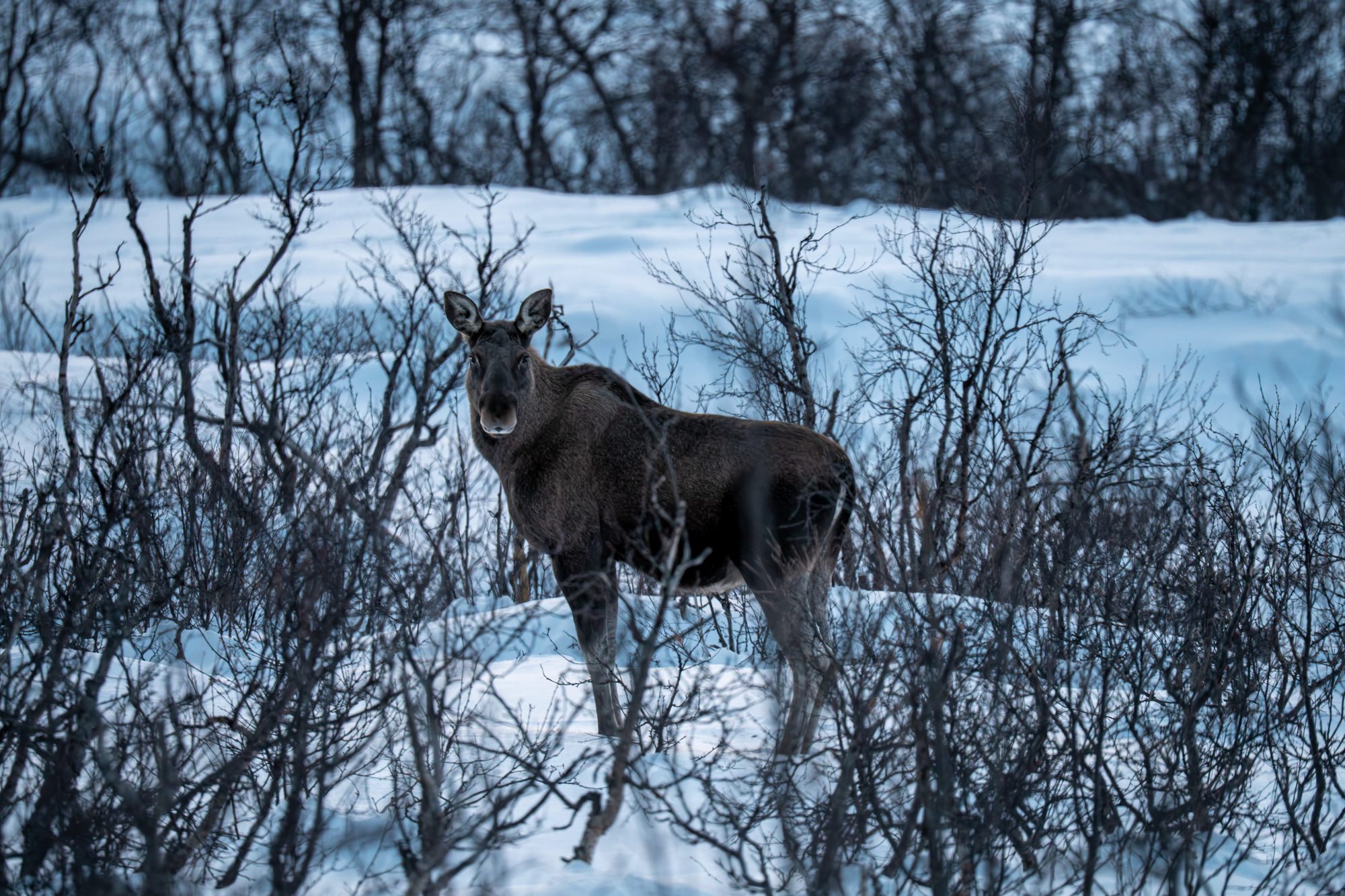Élan, Norvège