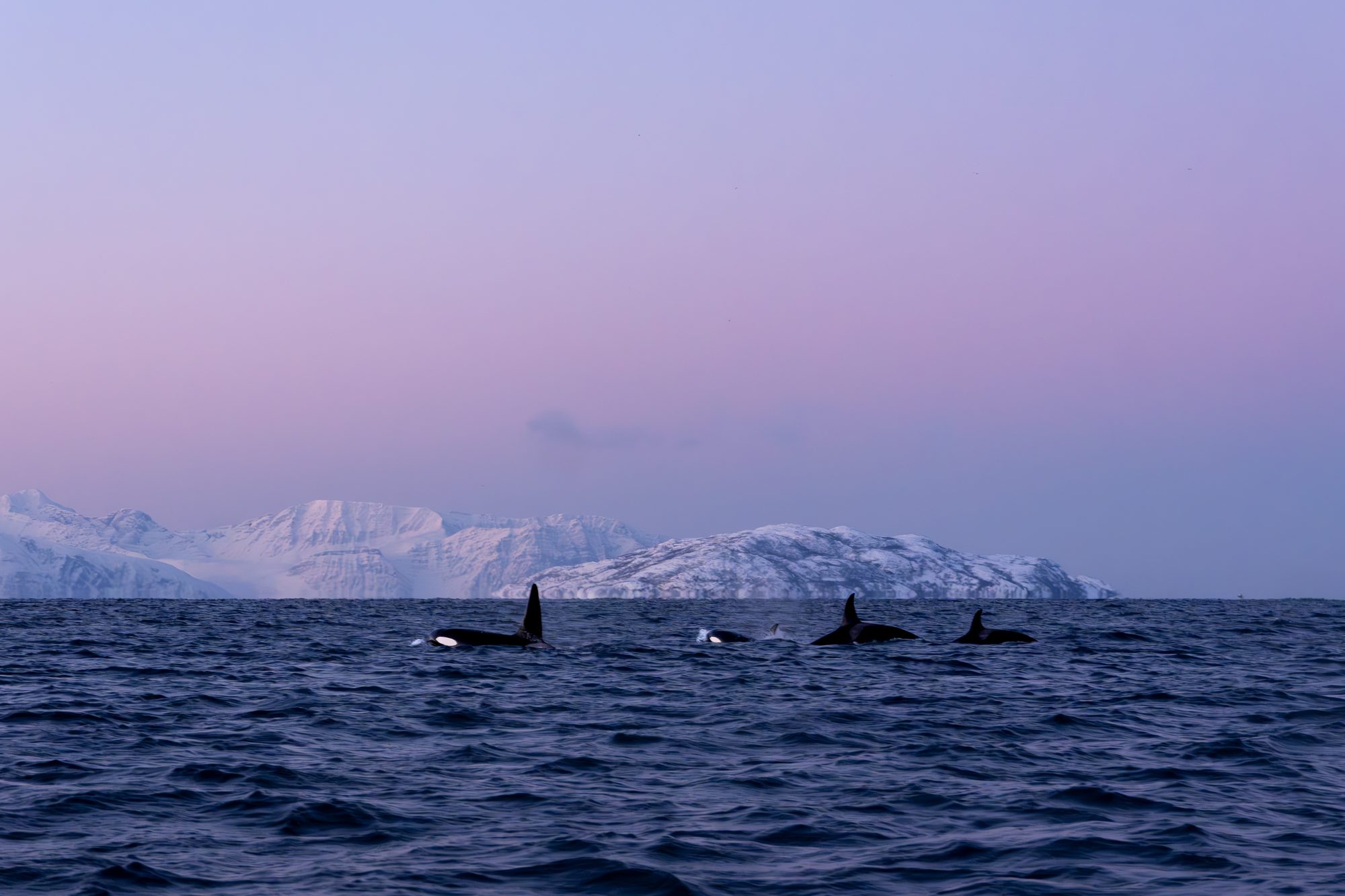 Orques, groupe, Norvège