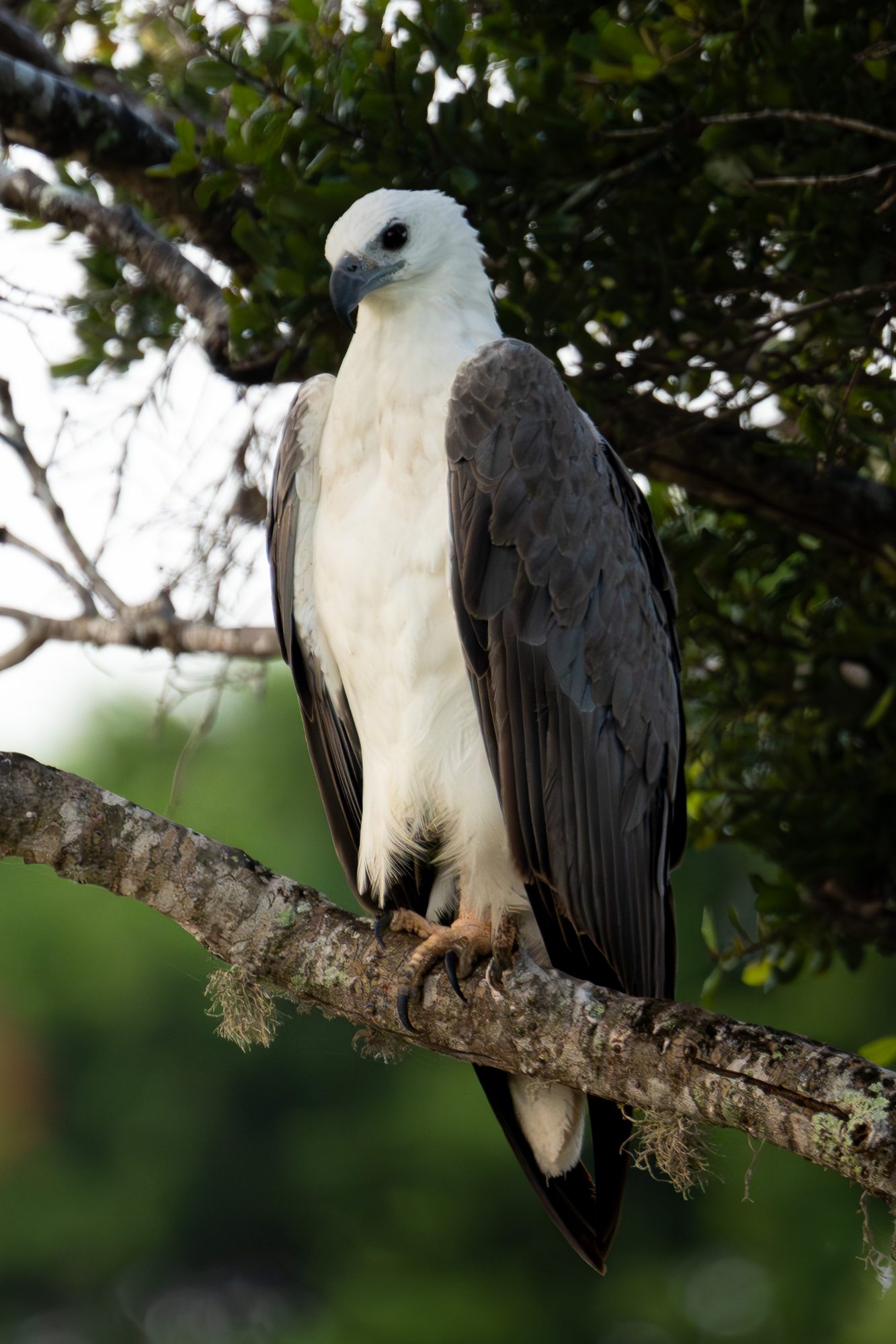 Pygargue à ventre blanc, Sri Lanka