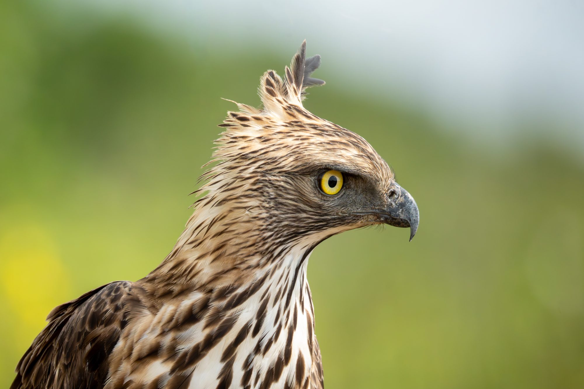 Aigle huppé, Sri Lanka