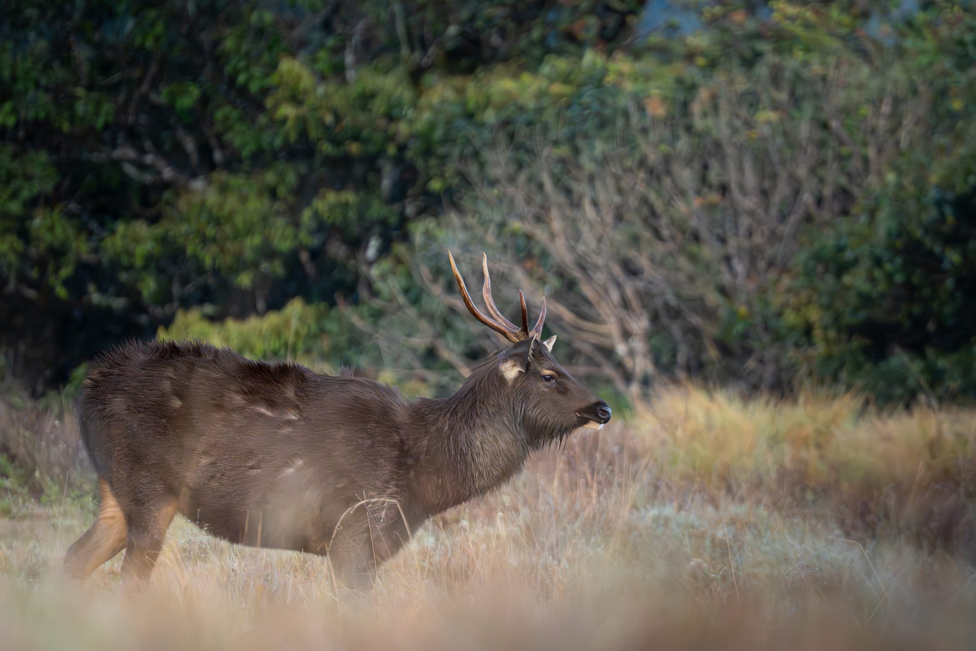 Sambar, Sri Lanka