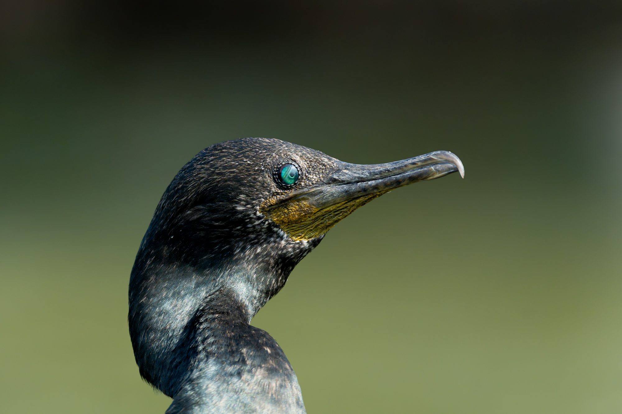 Cormoran indien, Sri Lanka