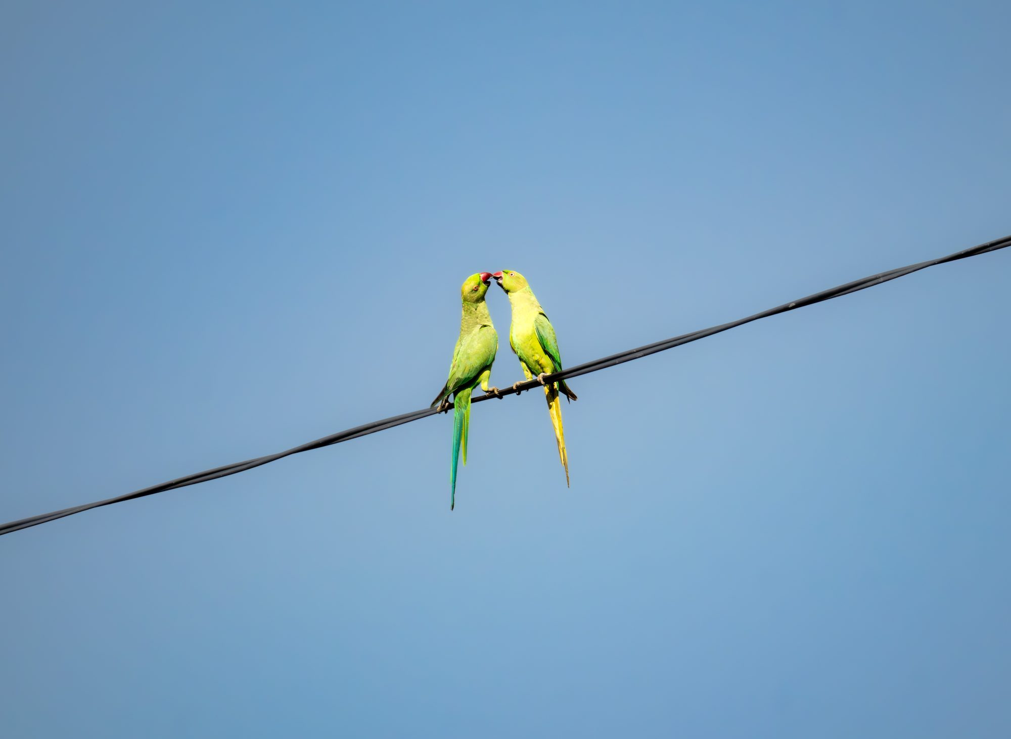 Perruches à collier, Sri Lanka