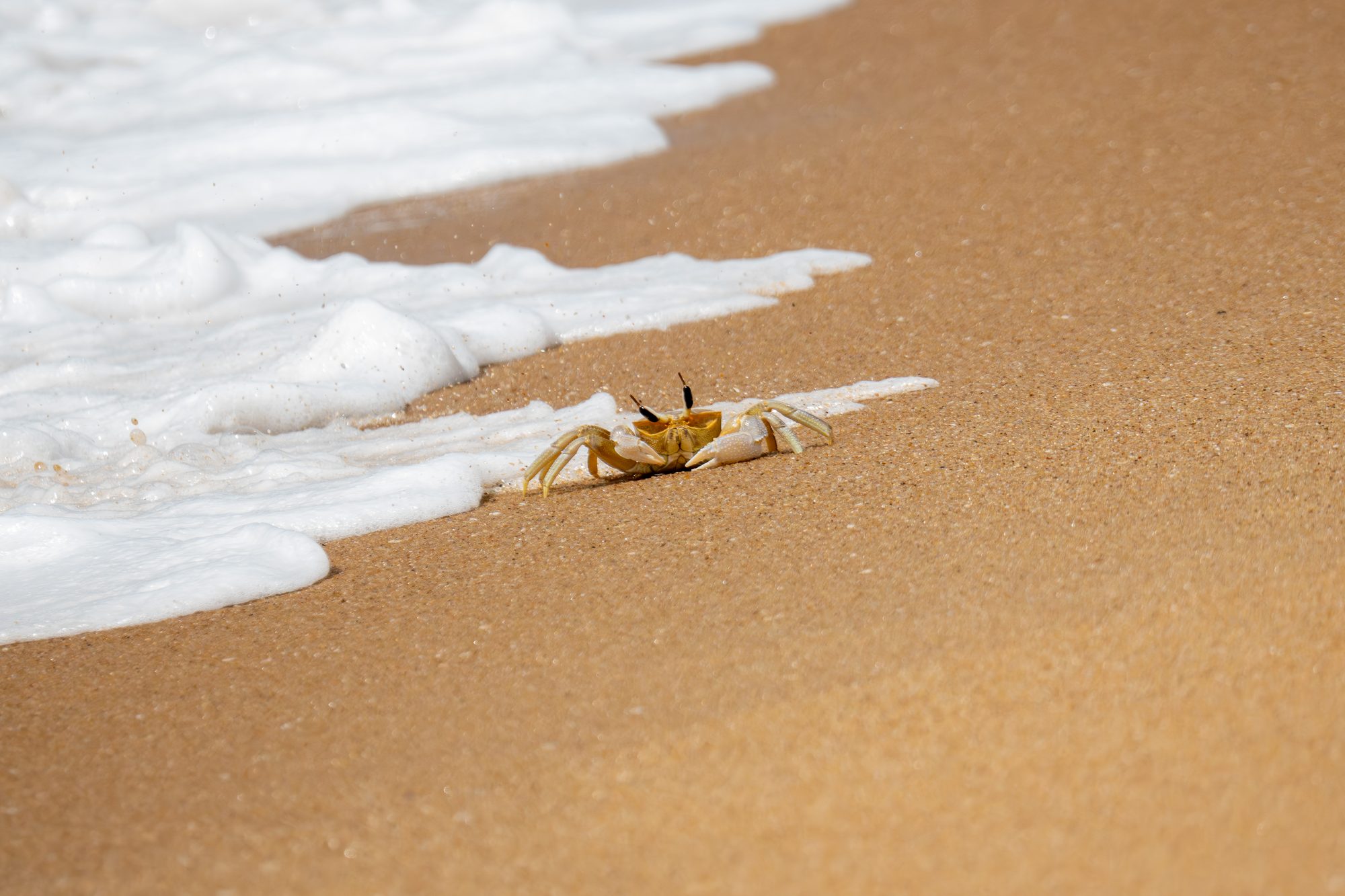 Crabe fantôme, Sri Lanka