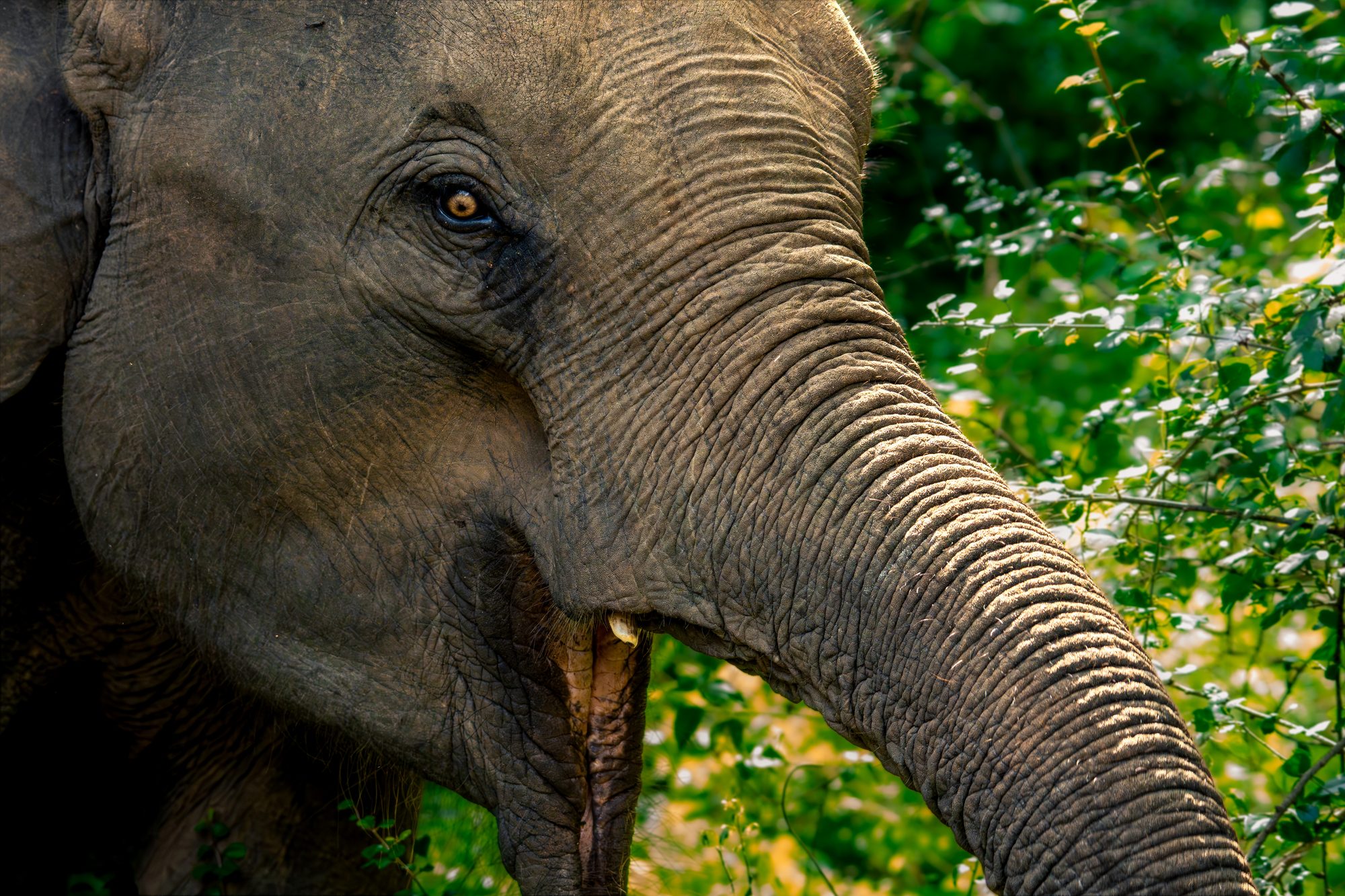 Éléphant d'Asie, Sri Lanka